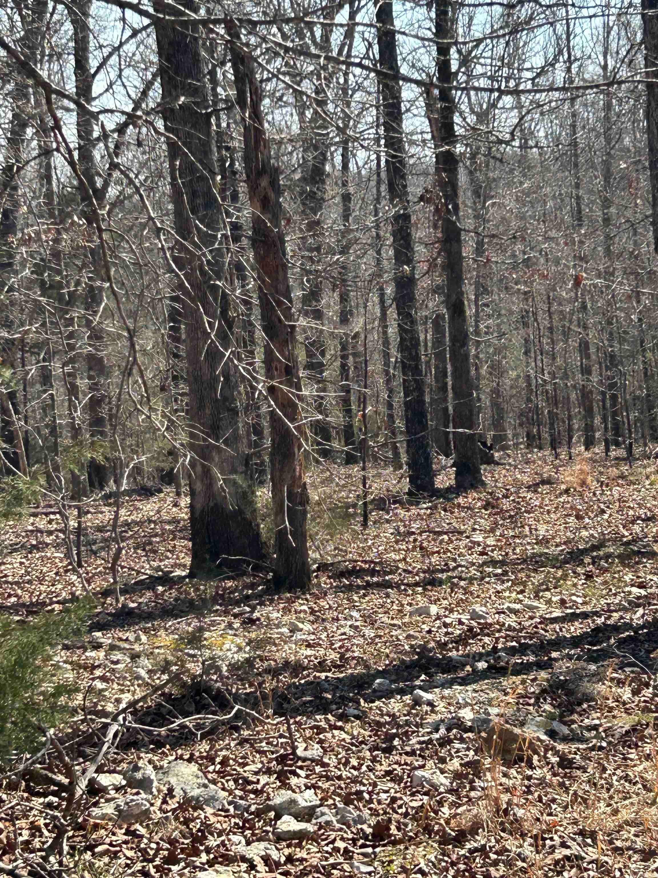 71 Acres McFadden & Springwood  Hardy, AR