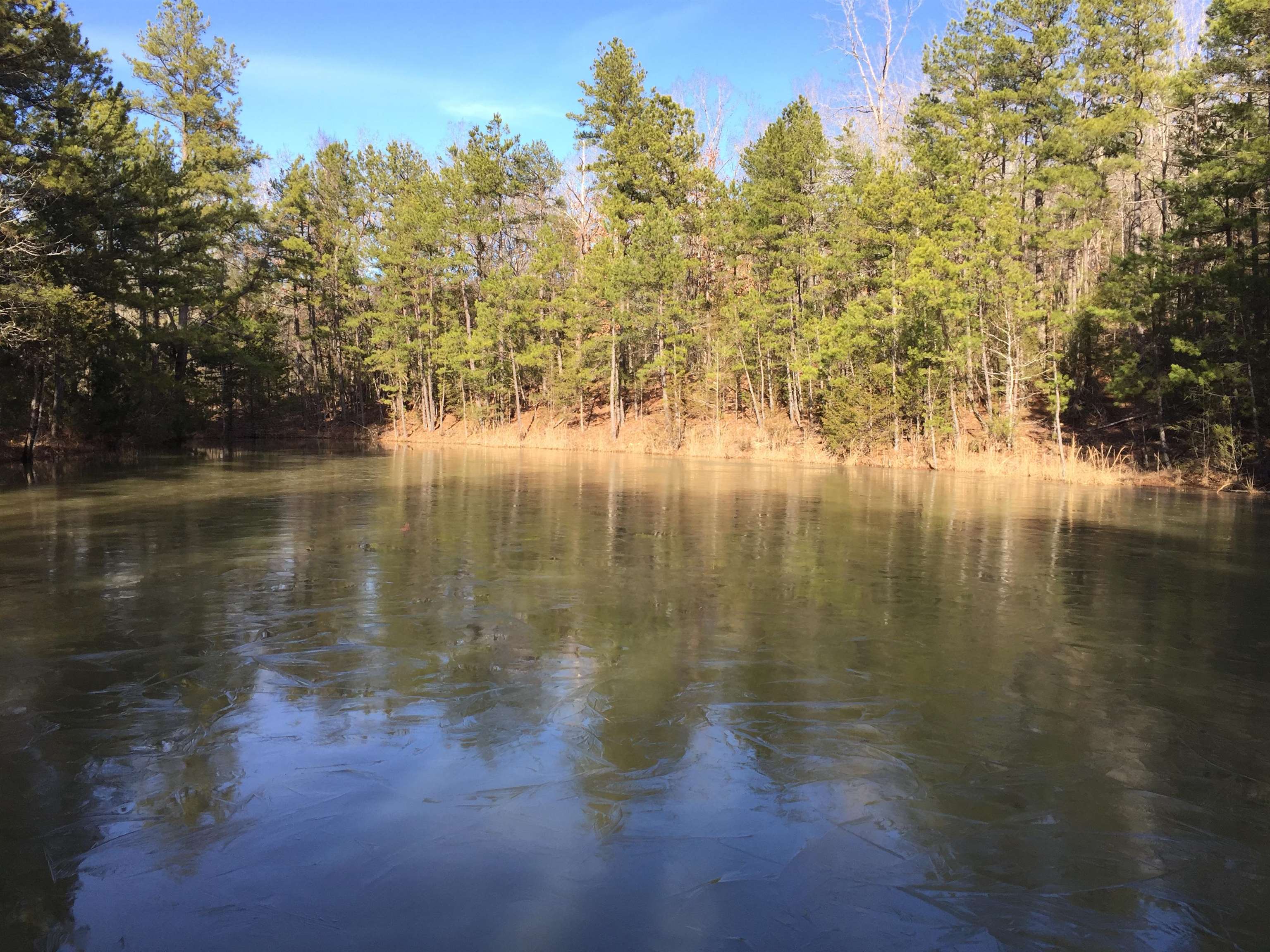 22 Red Lamb  Melbourne, AR