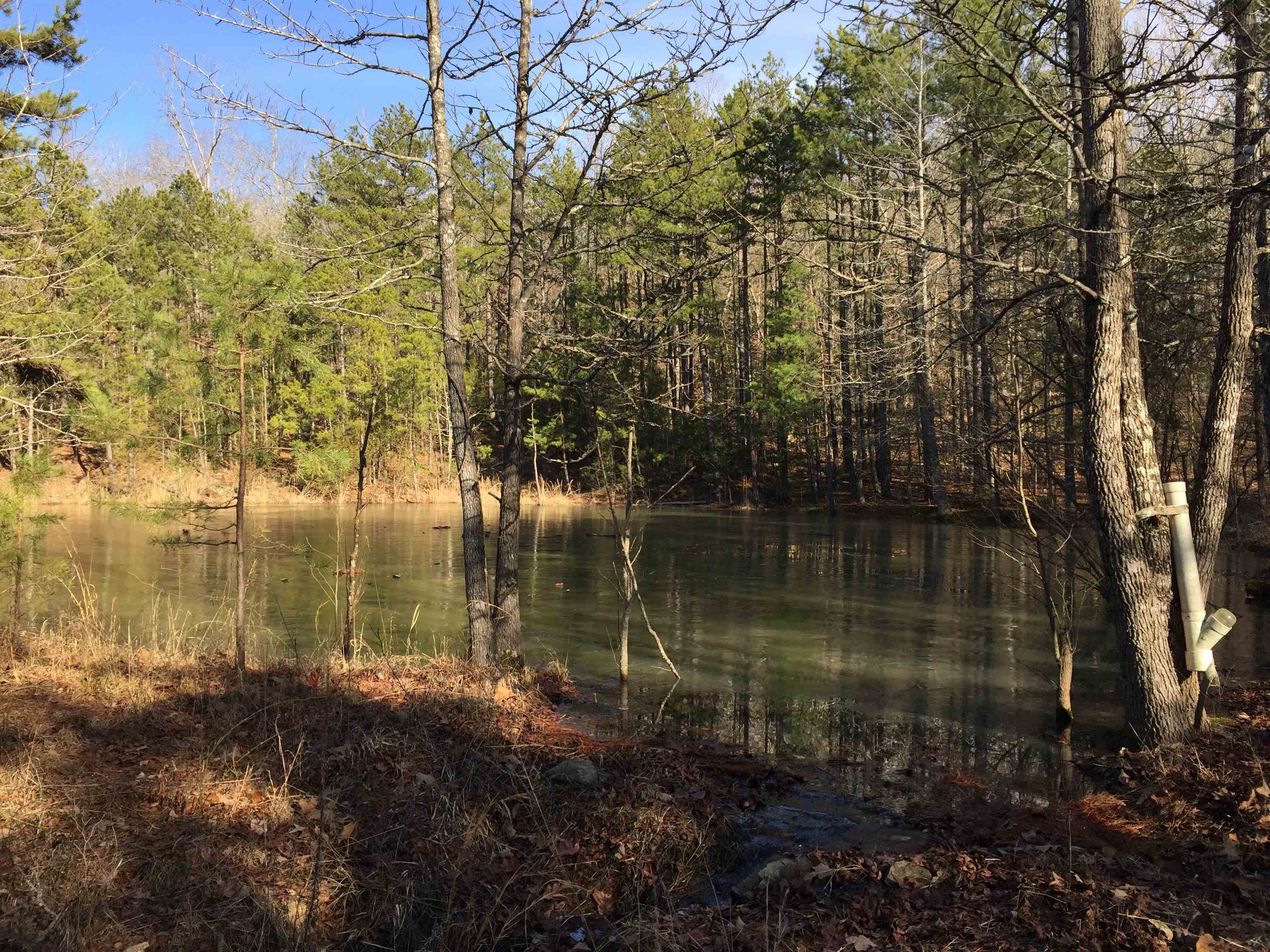 22 Red Lamb  Melbourne, AR