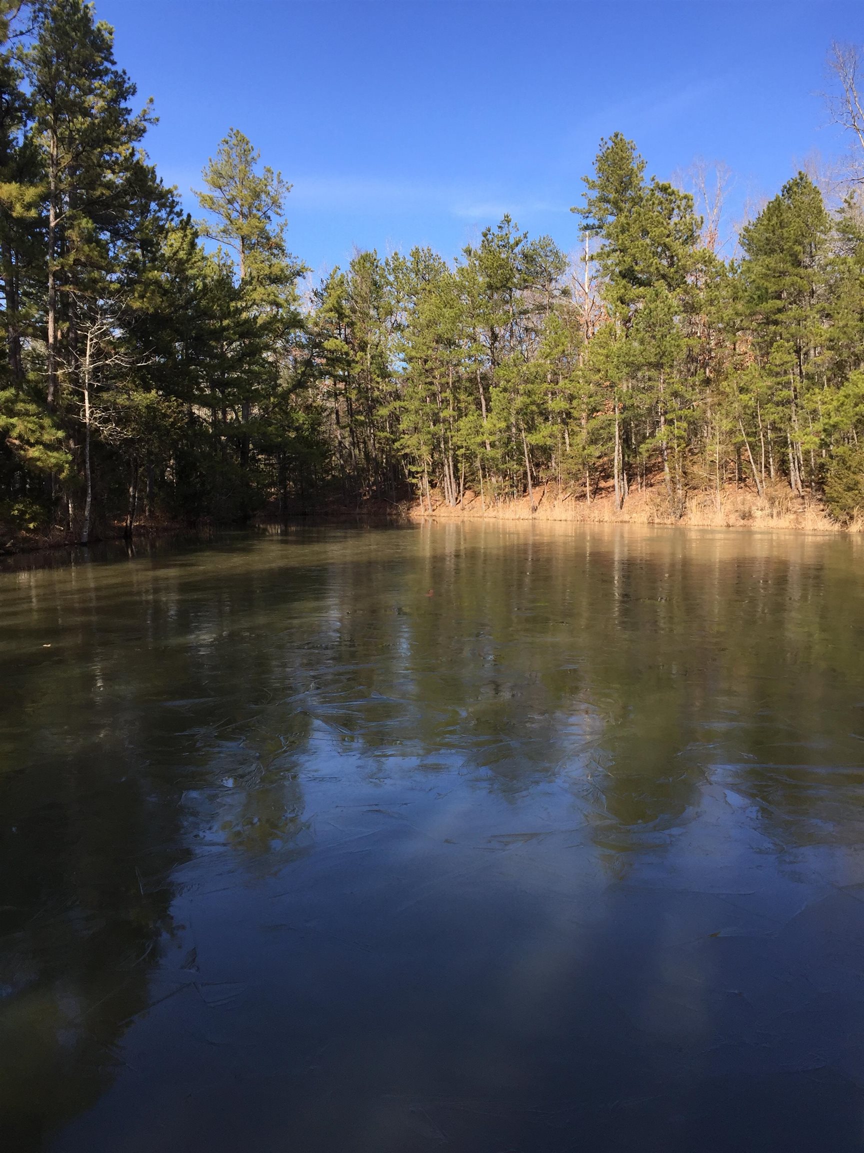 22 Red Lamb  Melbourne, AR