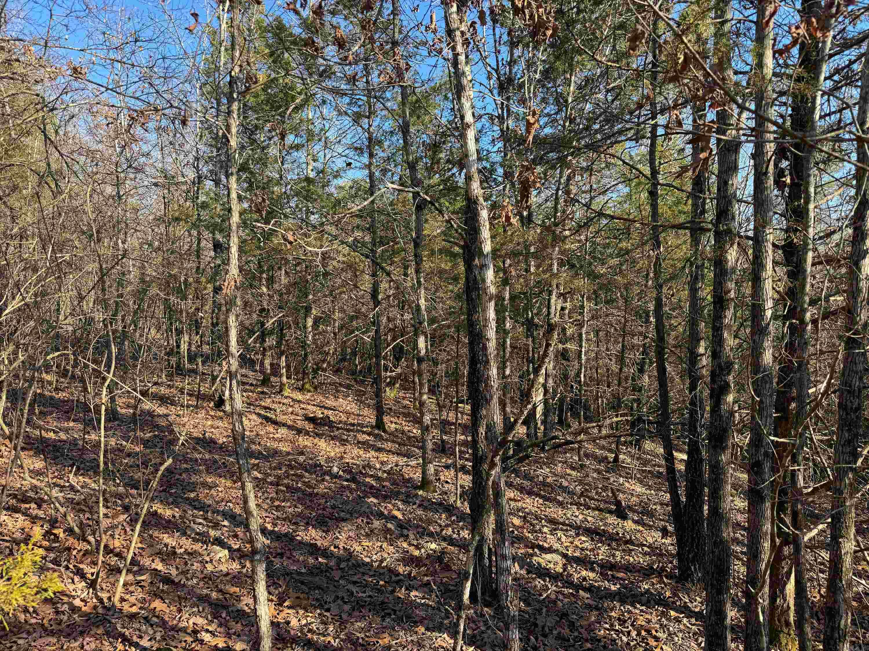 100 Guy  Quitman, AR