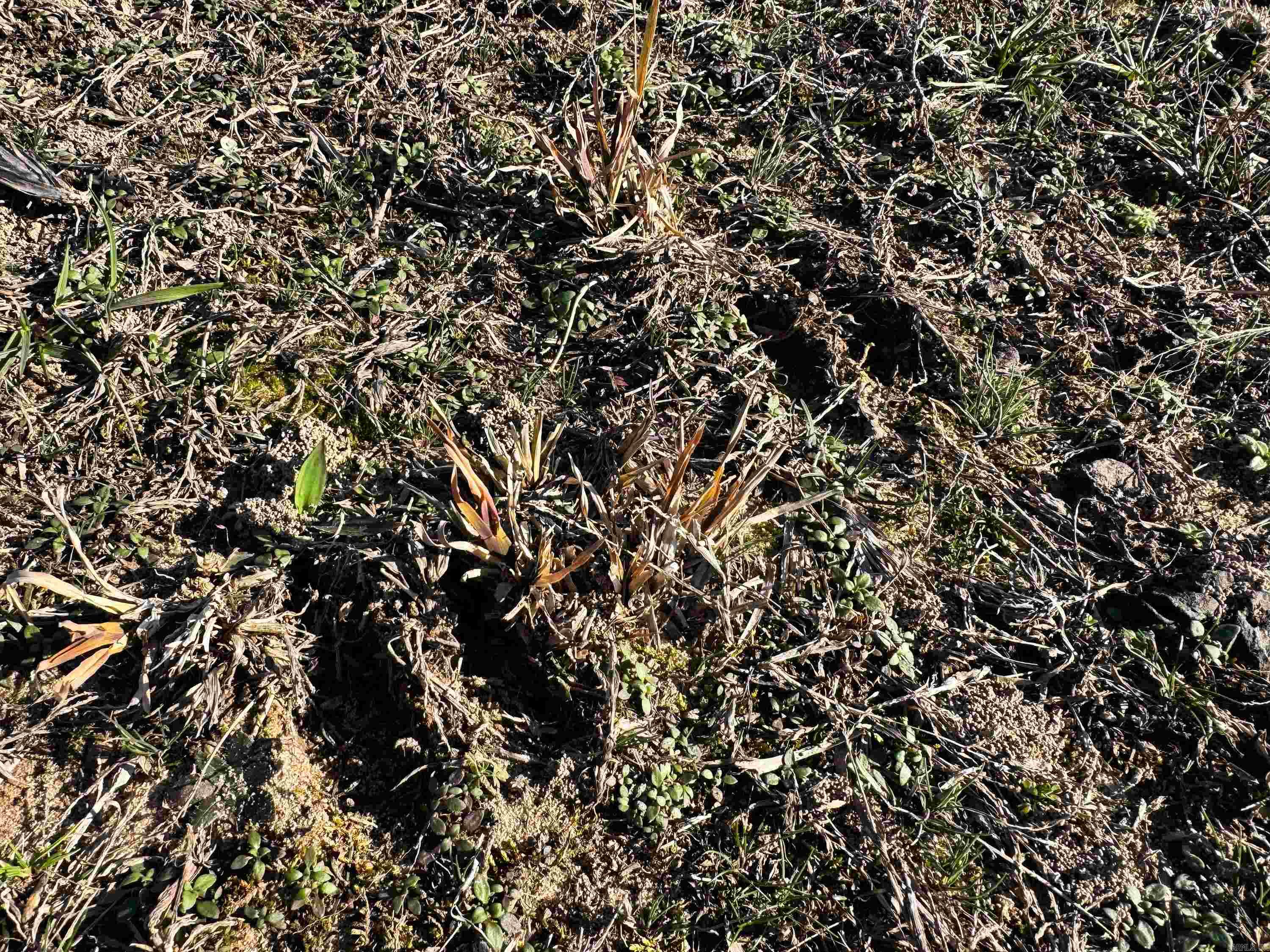 100 Guy  Quitman, AR