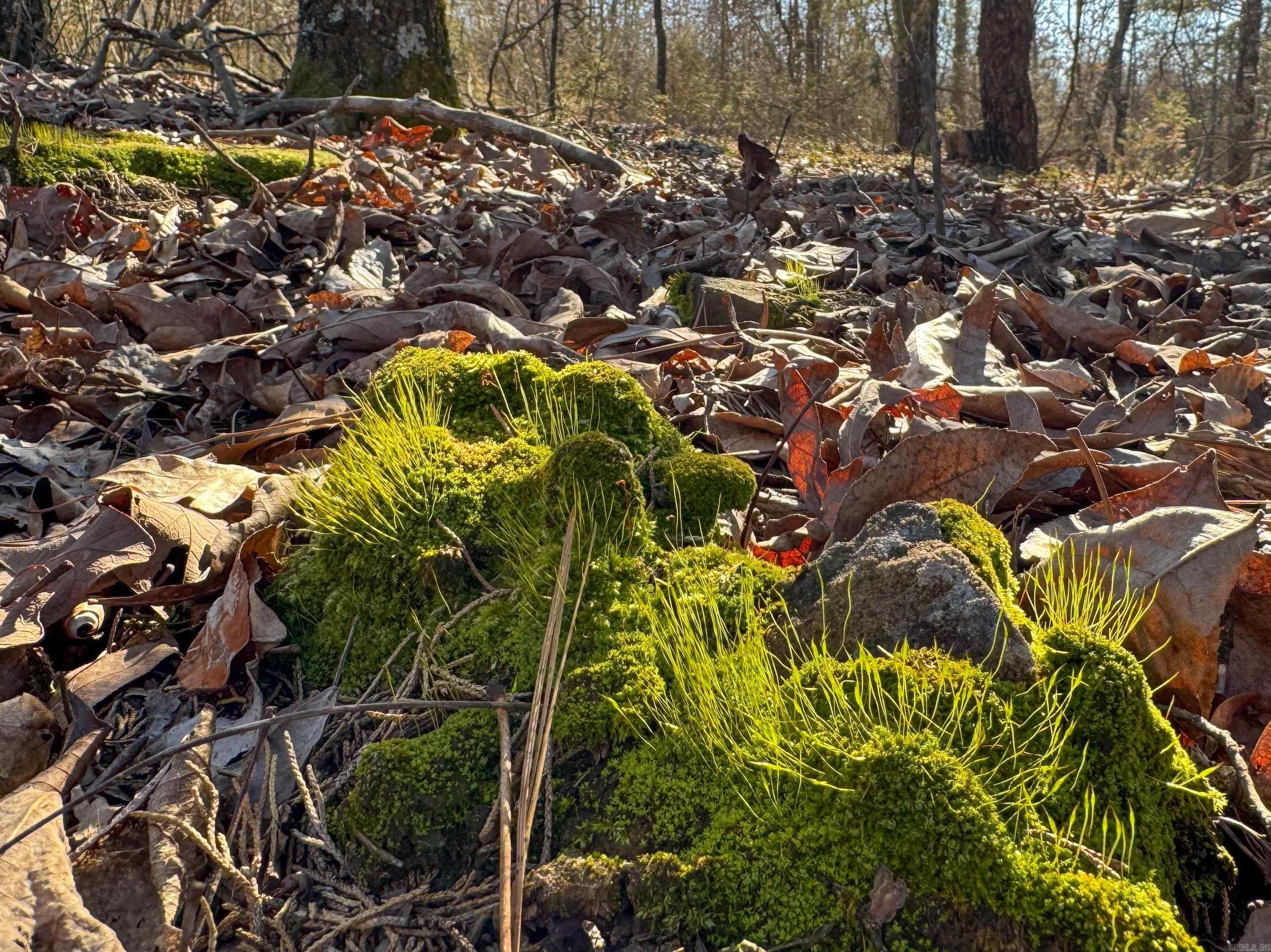 100 Guy  Quitman, AR