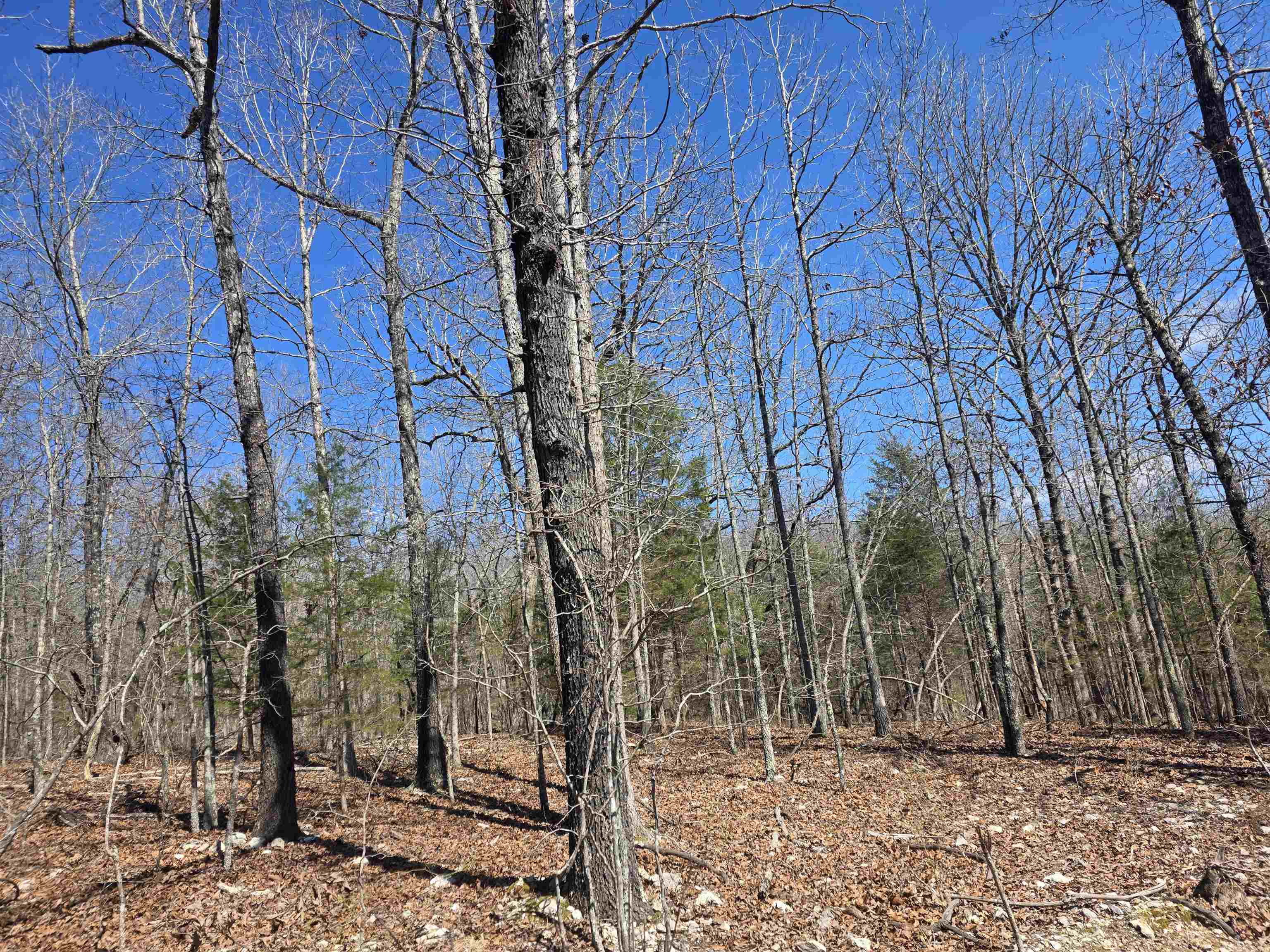 L28 B3 Gheetowaga  Cherokee Village, AR