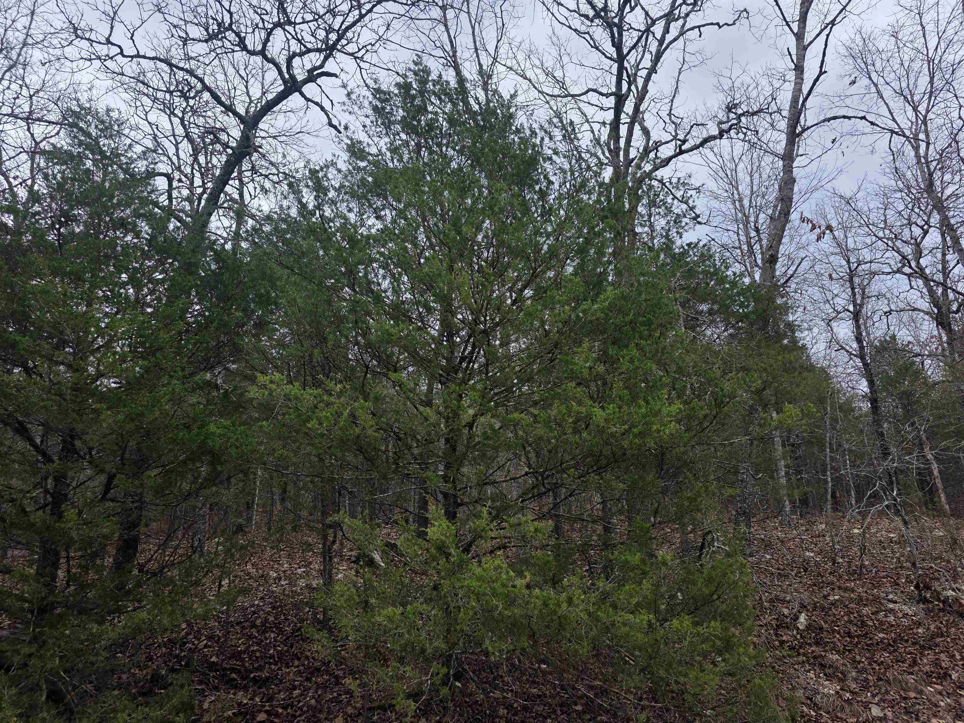 L8 B10 Pahokee  Cherokee Village, AR