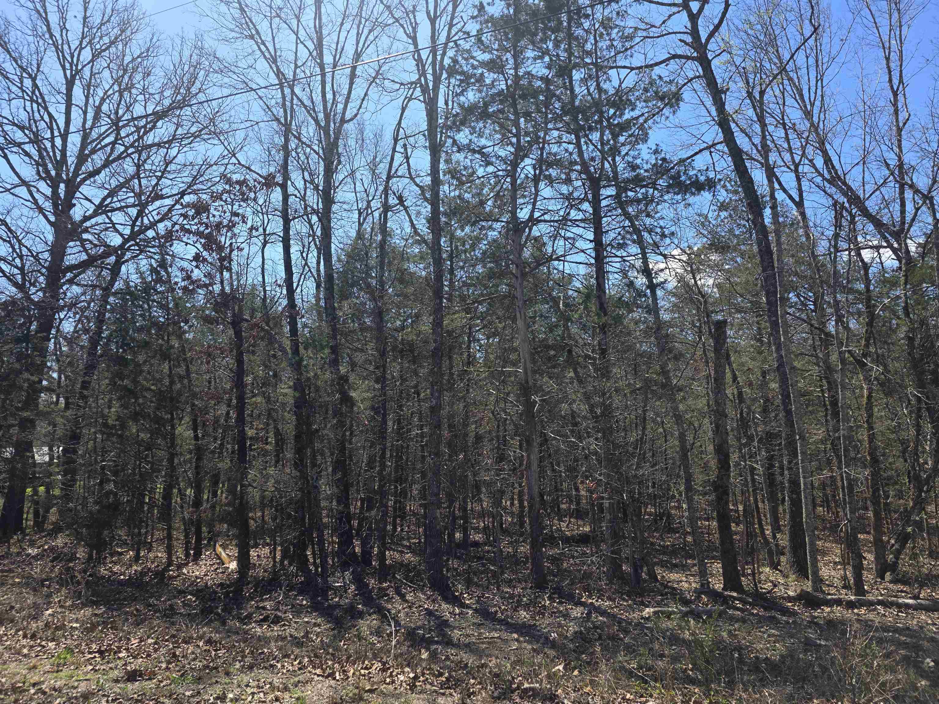 L31 B19 Katta  Cherokee Village, AR