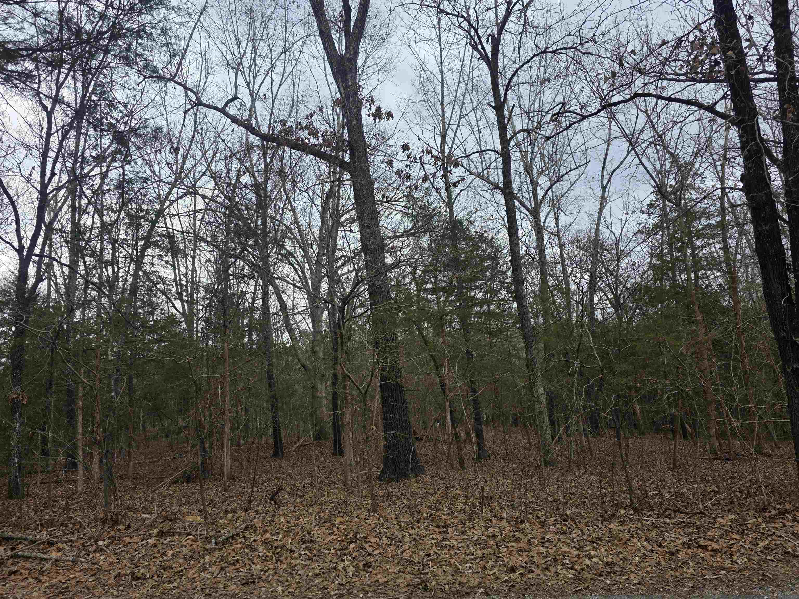 L19 B6 Big Horn  Cherokee Village, AR