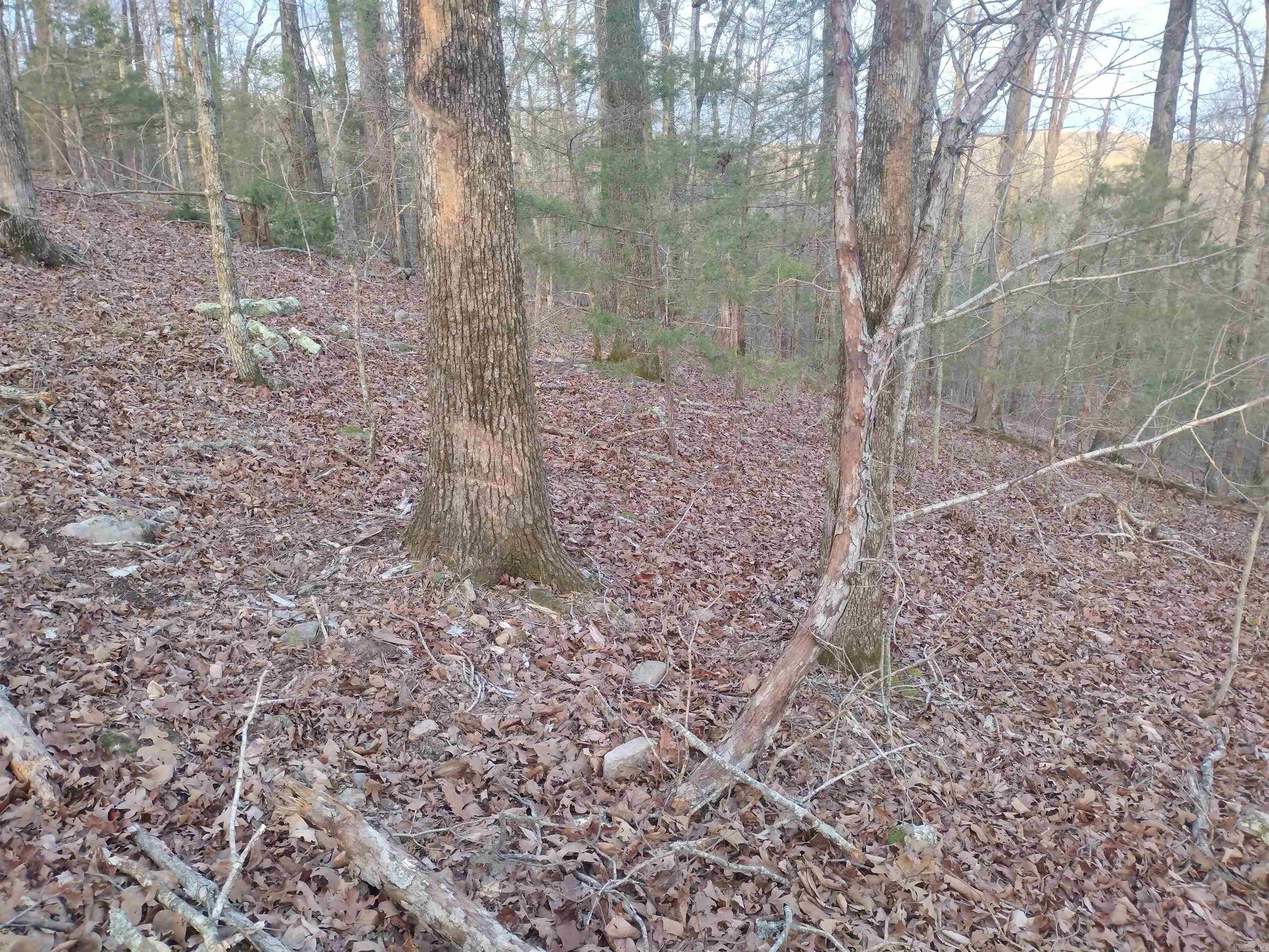 Tract 1 Alamo Dr  Mountain View, AR