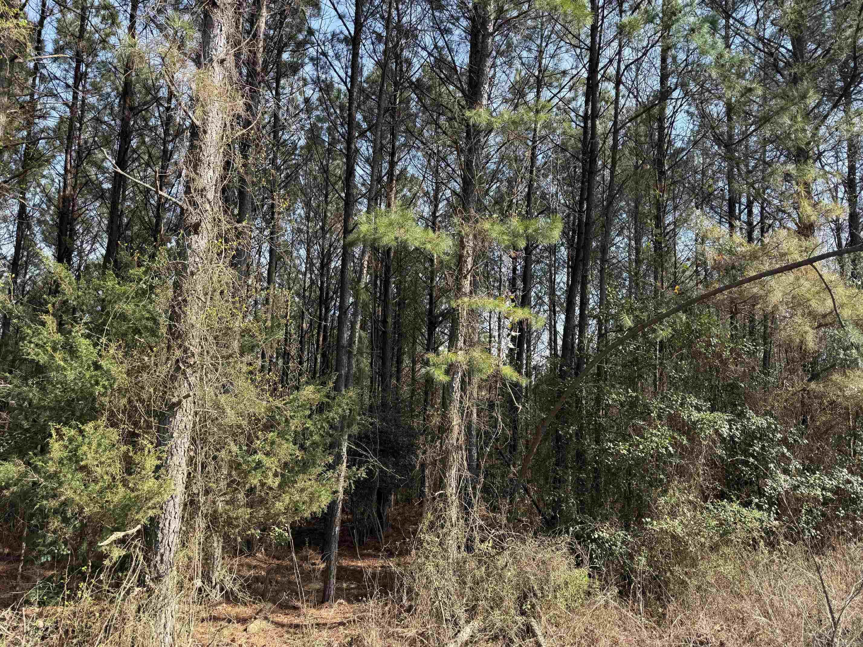 TBD Polk Road 13  Wickes, AR