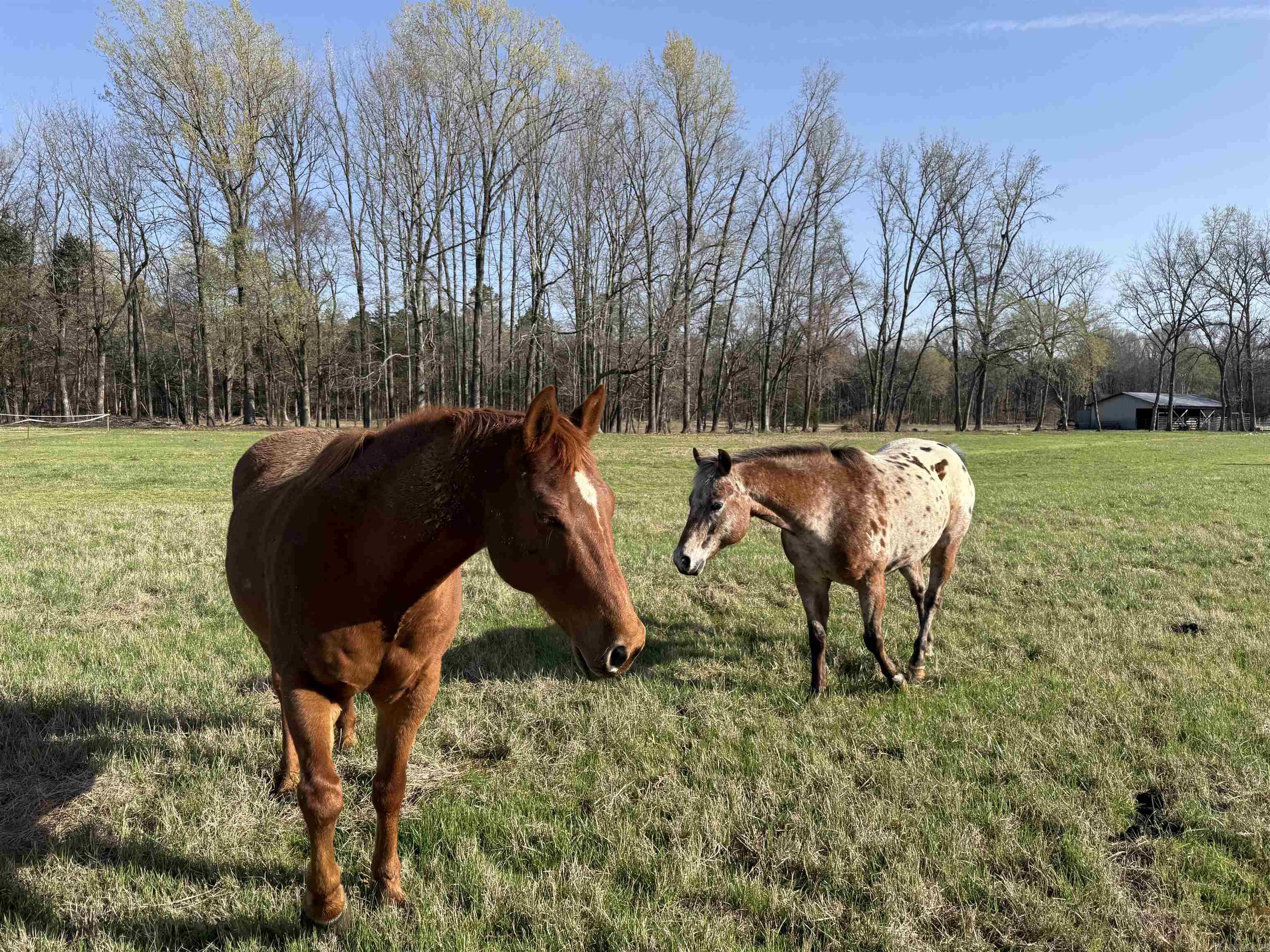 000 Sunshine Ln.  Pangburn, AR