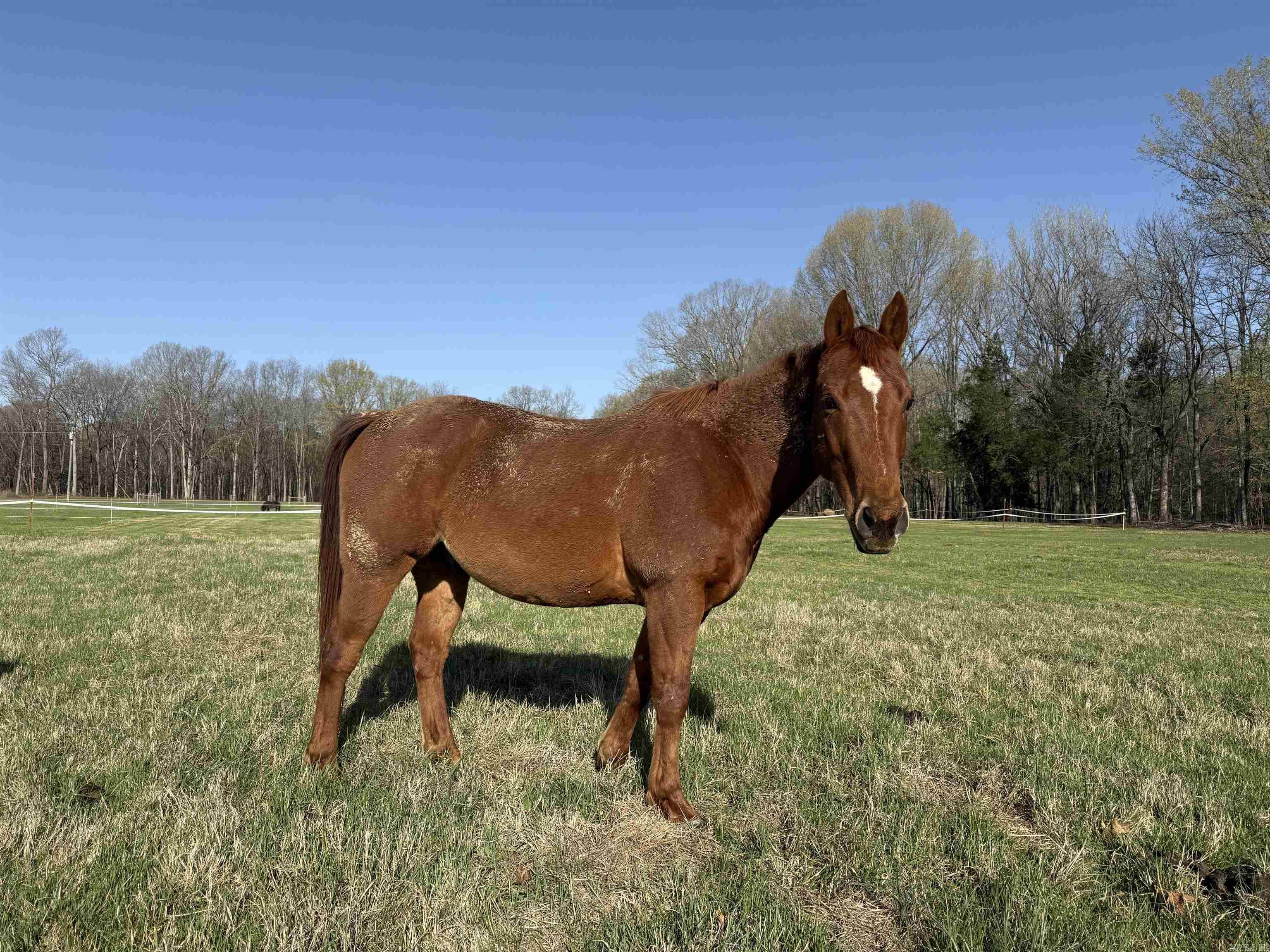 000 Sunshine Ln.  Pangburn, AR