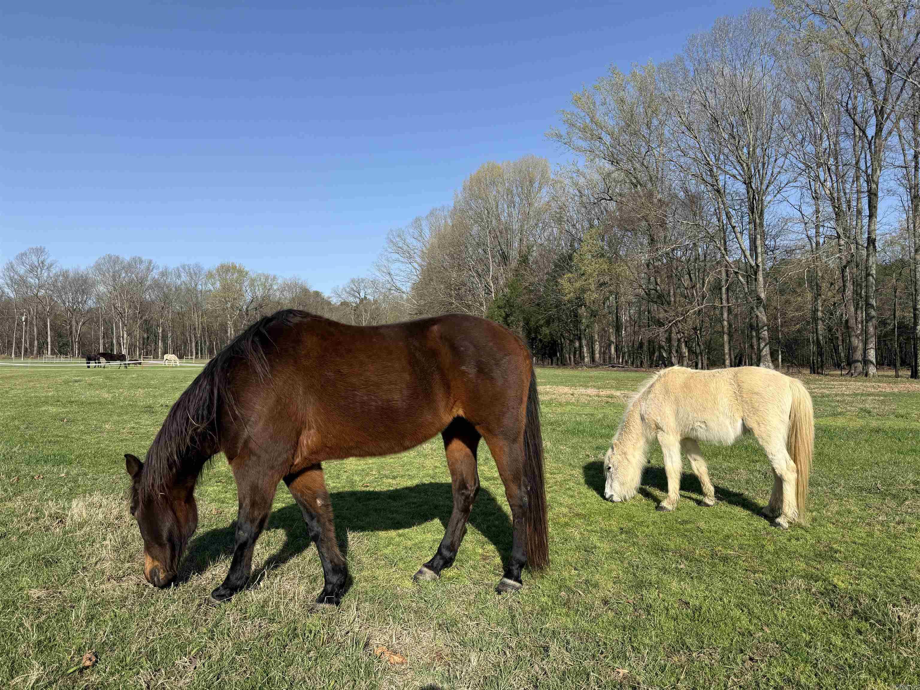 000 Sunshine Ln.  Pangburn, AR