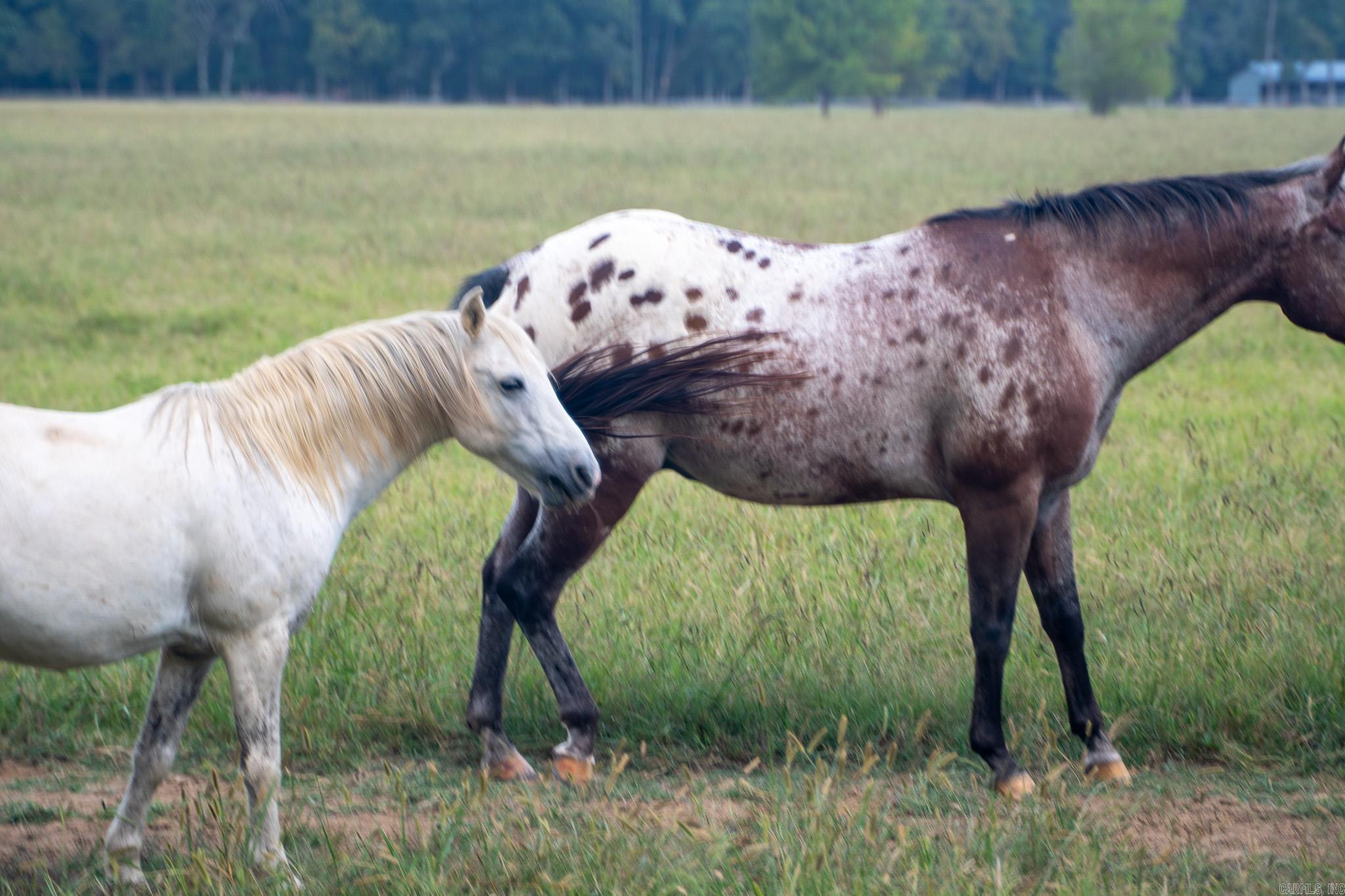 000 Sunshine Ln.  Pangburn, AR