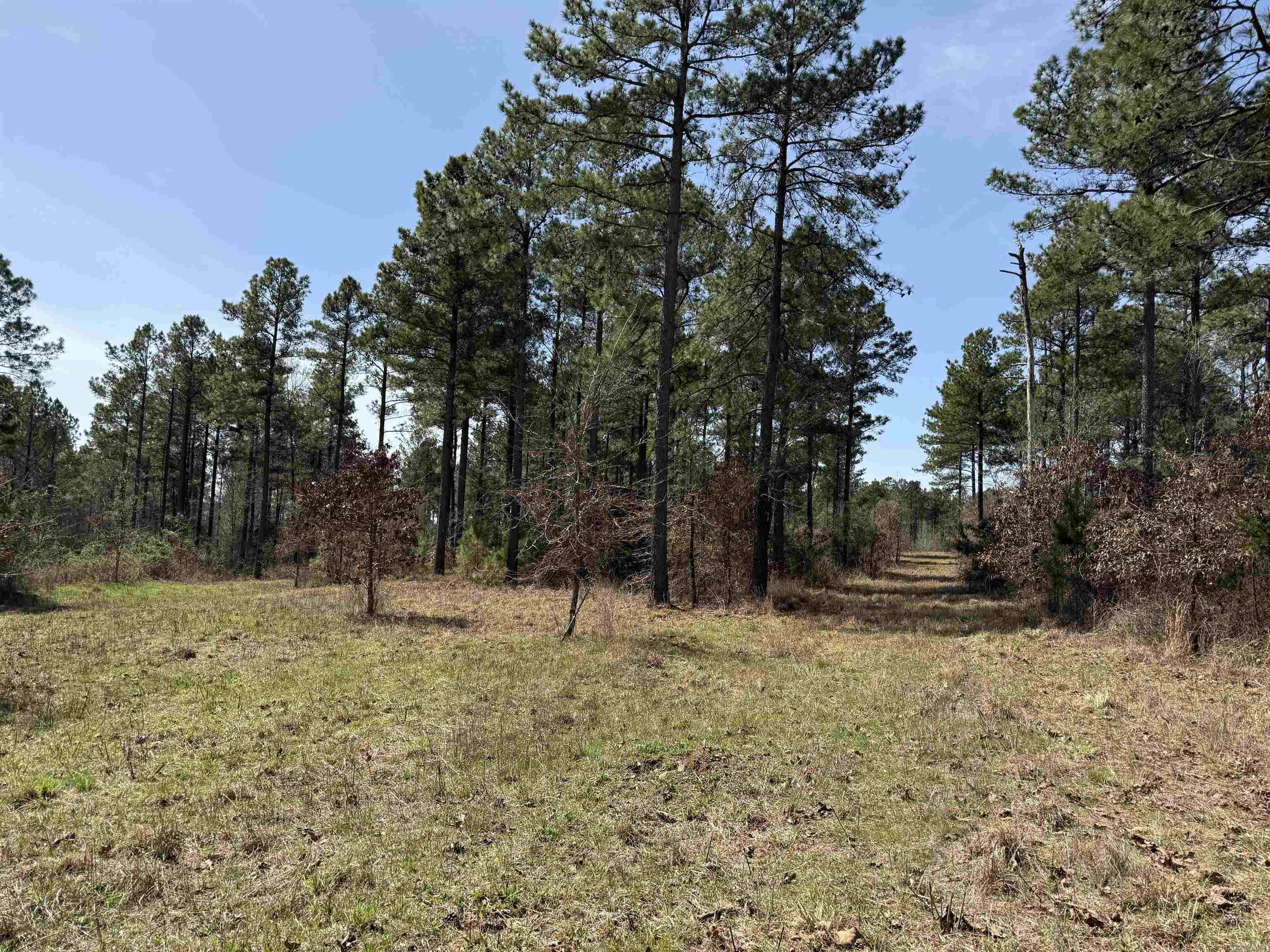 000 Bill Leach Rd.  Floyd, AR