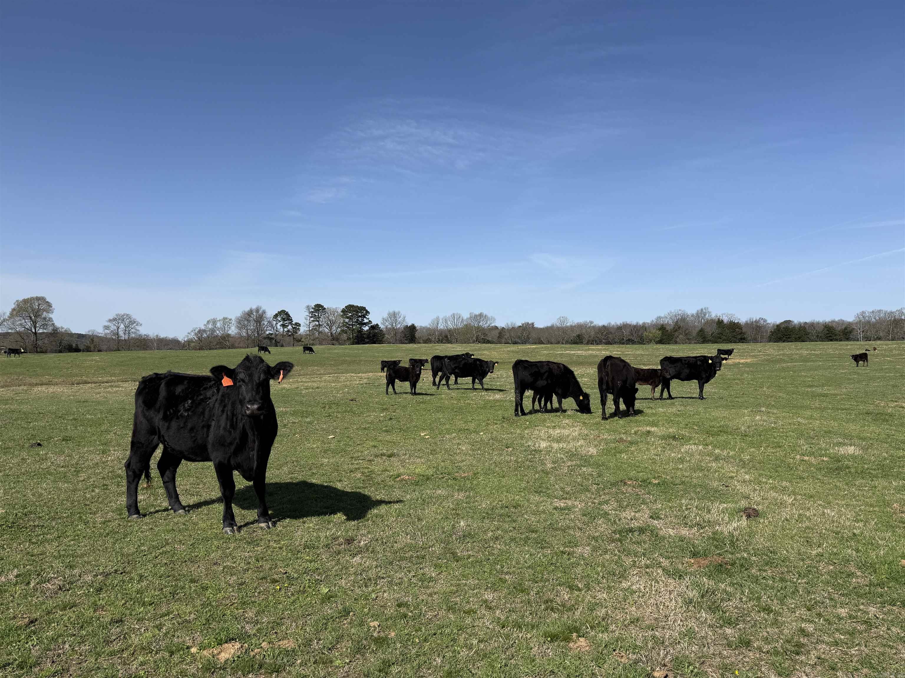 000 Turner Rd.  Rose Bud, AR