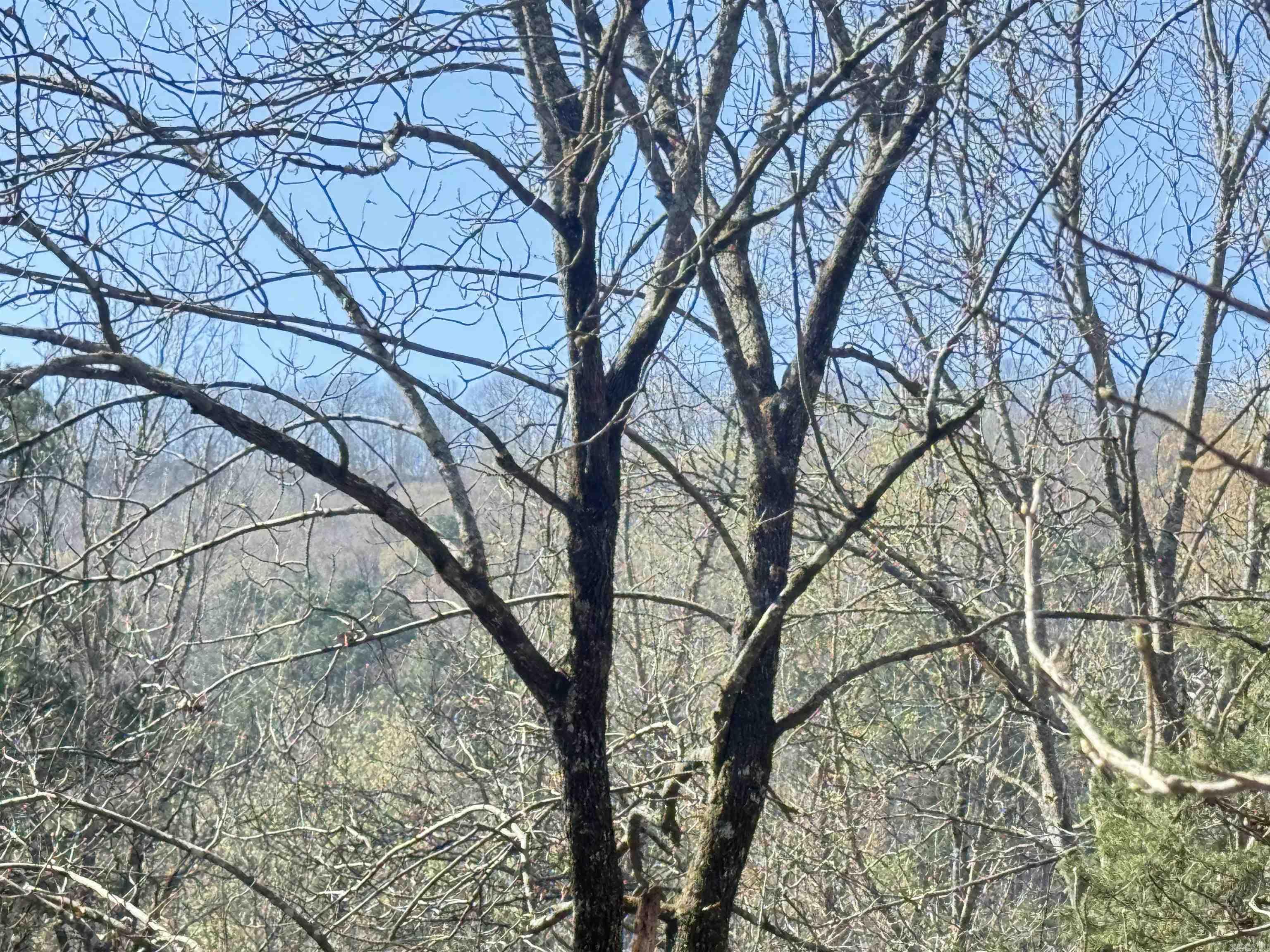 100 Acres Jones Valley  Caddo Gap, AR