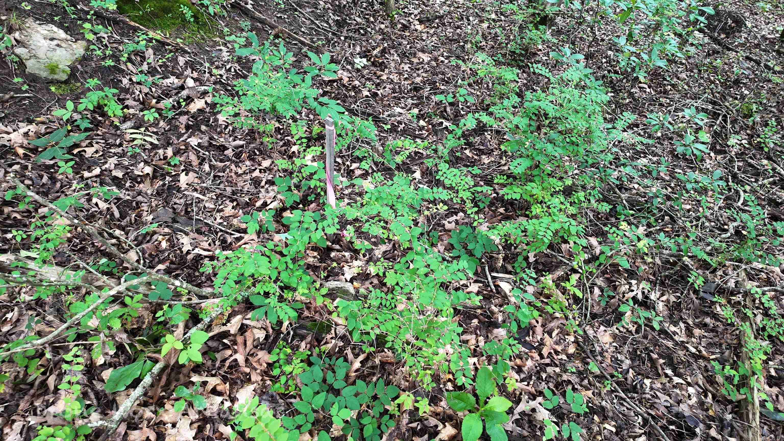 000 Meadow Crest  Everton, AR