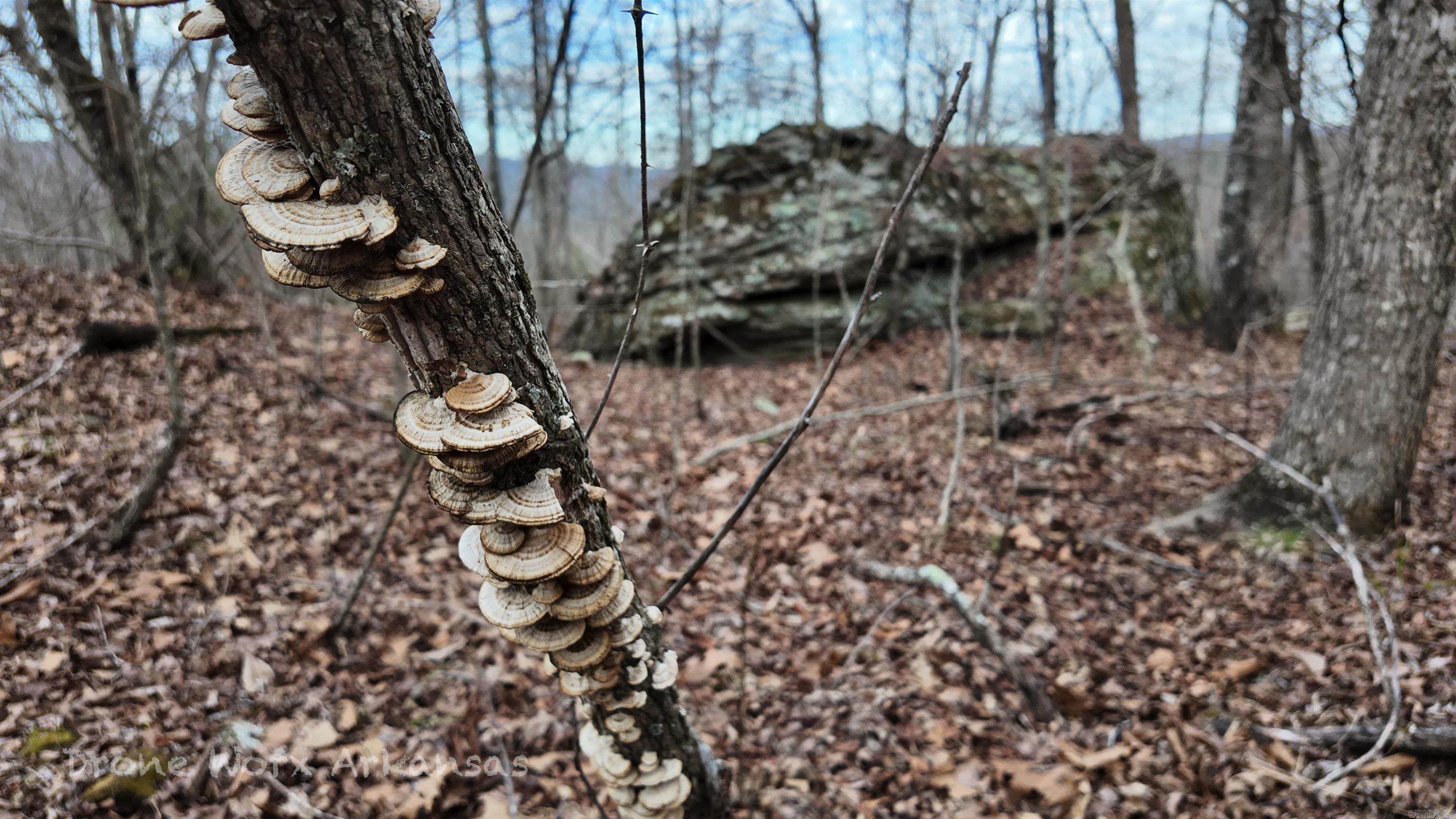 1872 Little Red River  Marshall, AR