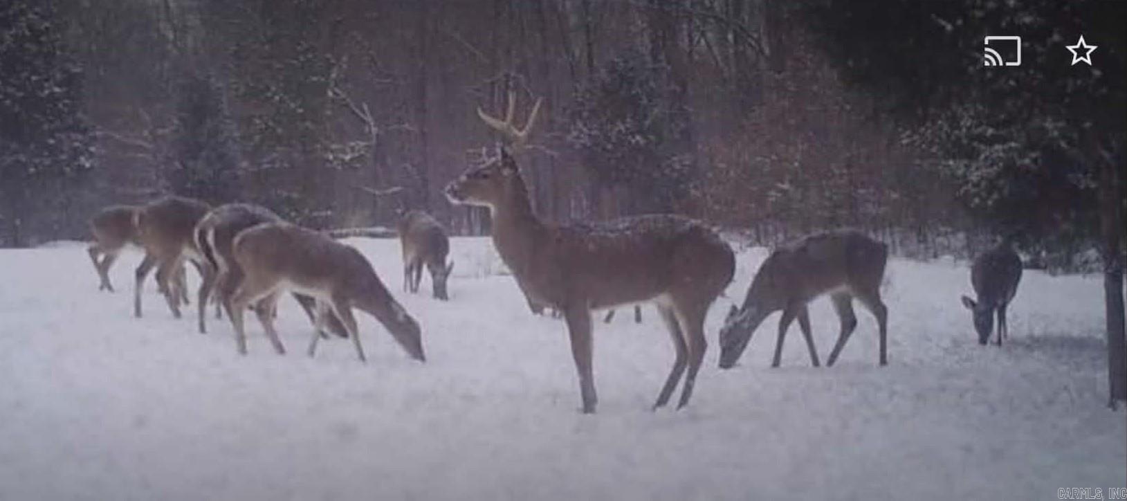 3475 Greene 731 Road Paragould, AR 72450