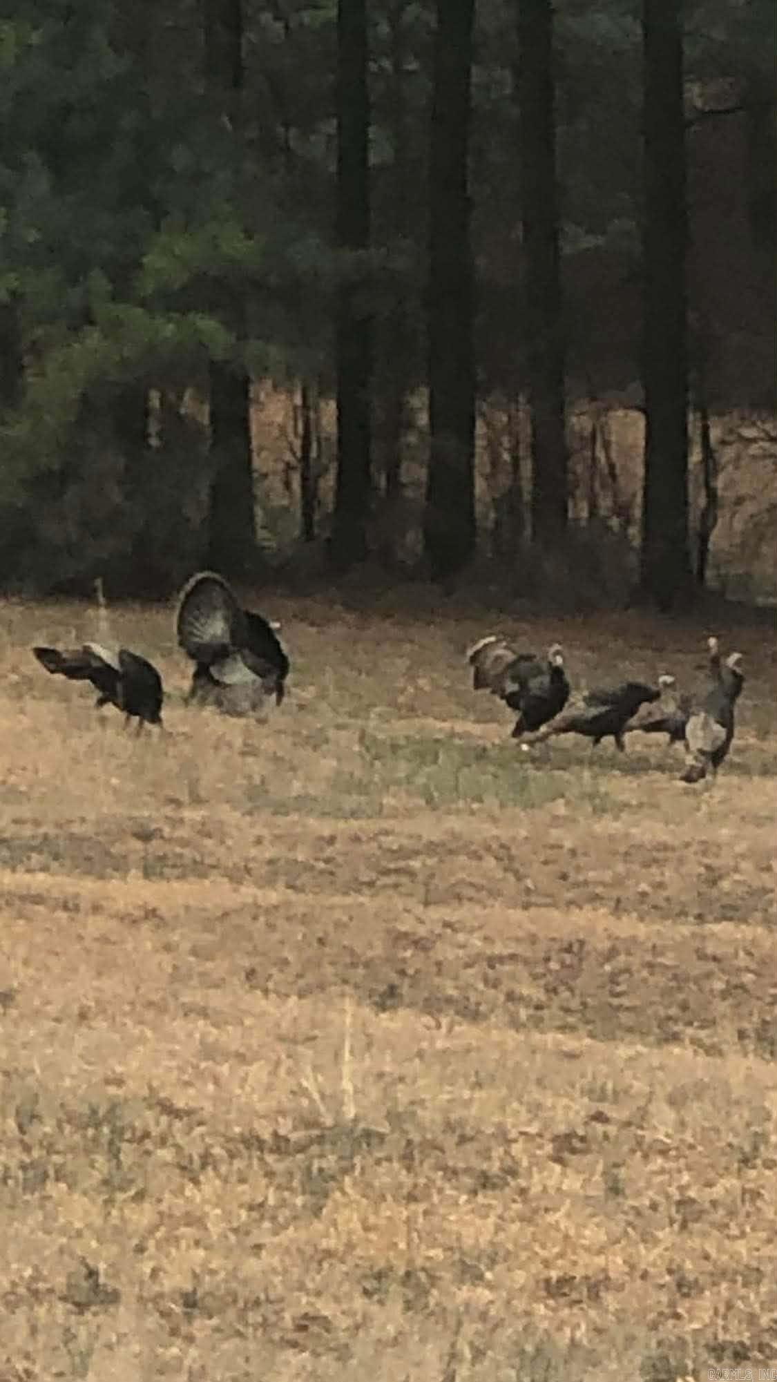 3475 Greene 731 Road Paragould, AR 72450