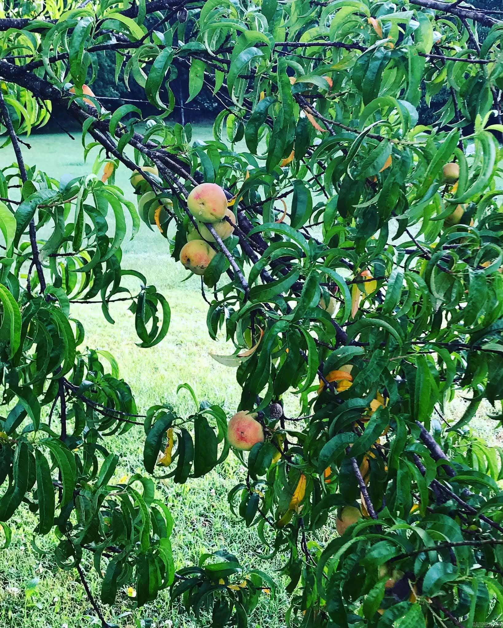 3475 Greene 731 Road Paragould, AR 72450