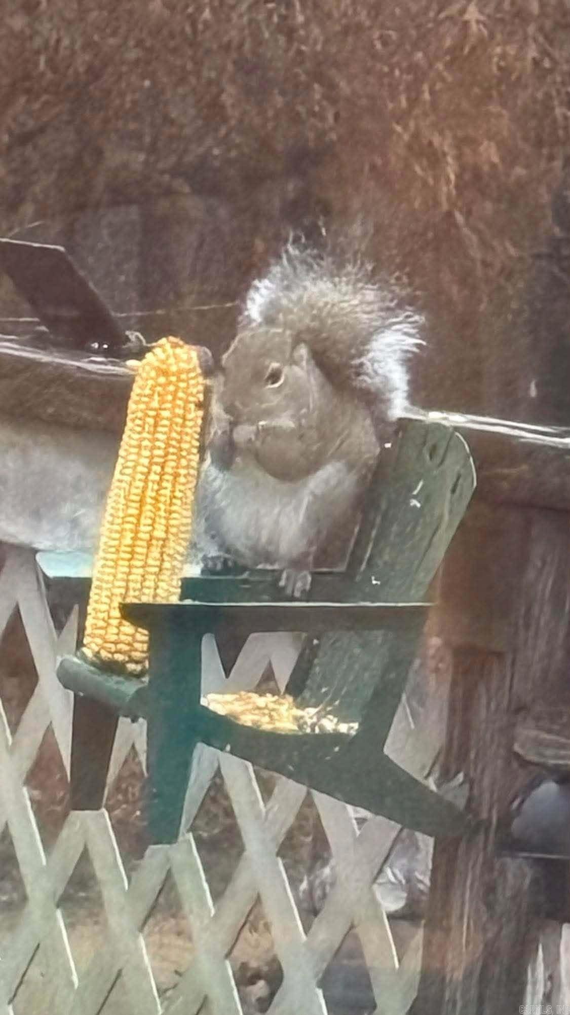 3475 Greene 731 Road Paragould, AR 72450