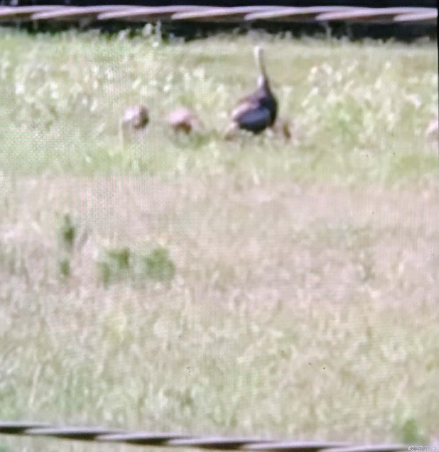 3475 Greene 731 Road Paragould, AR 72450