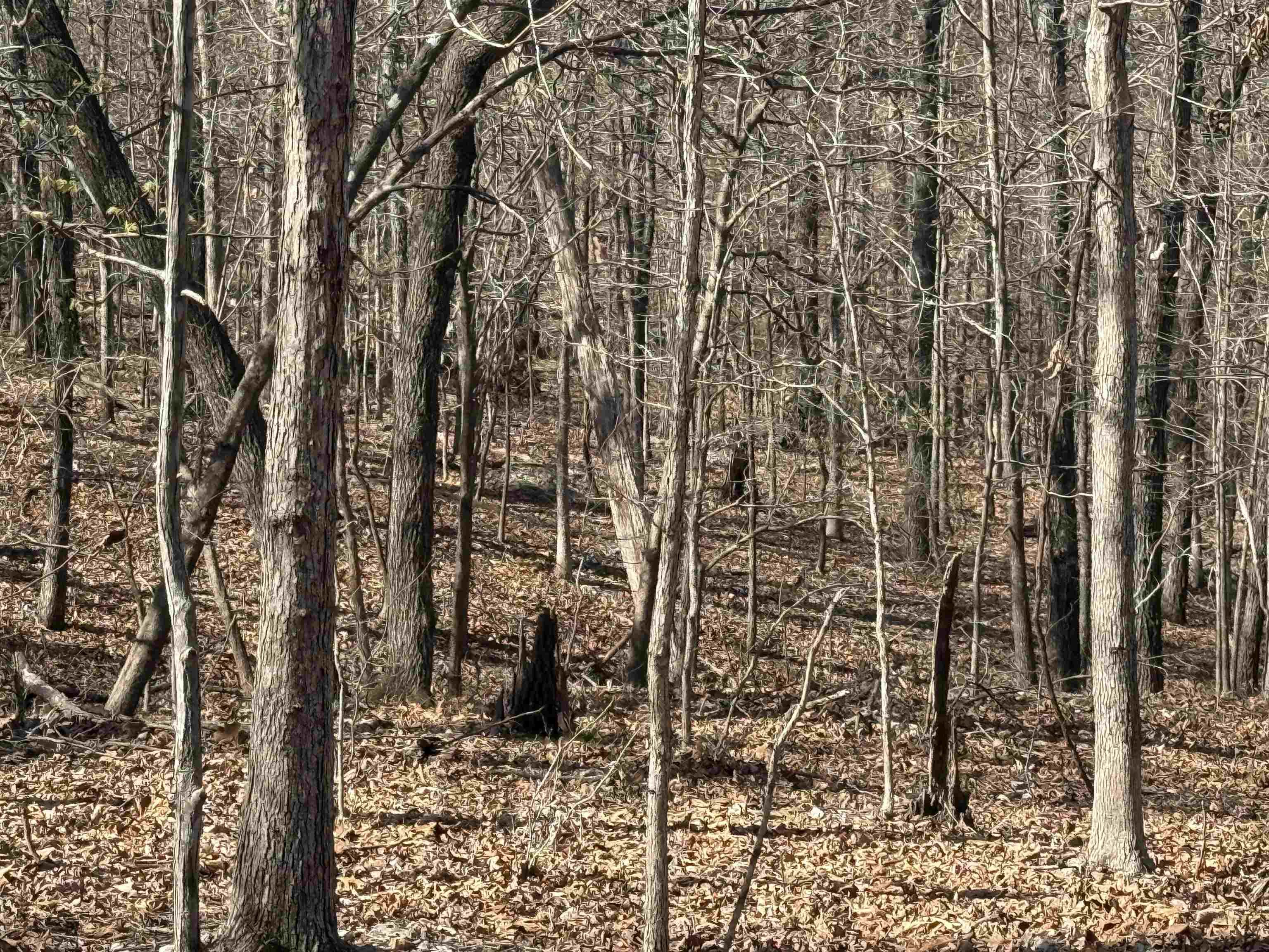 TBD Spokane  Cherokee Village, AR