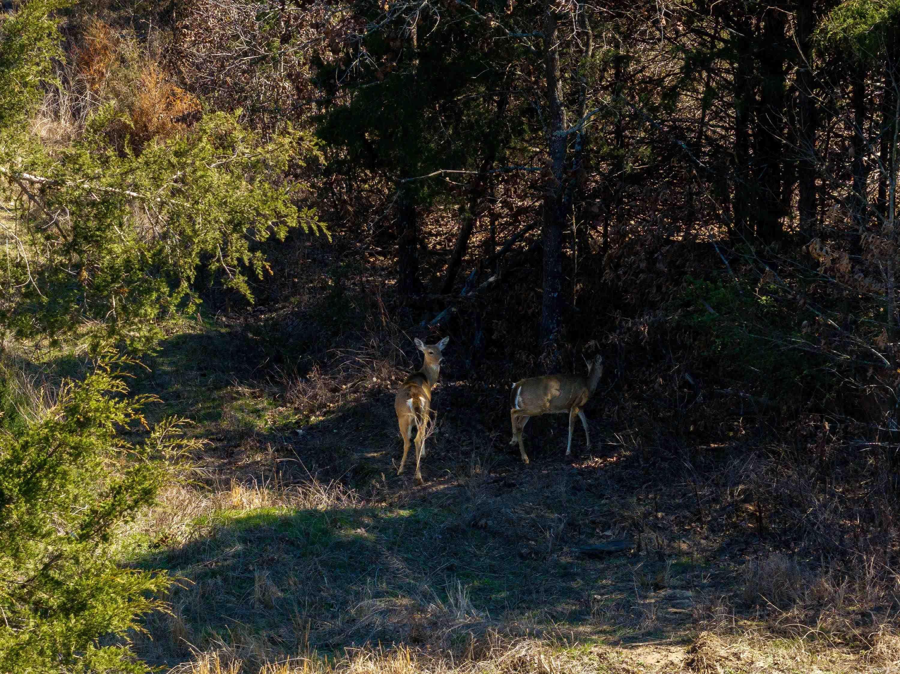  Green Valley Rd  Viola, AR