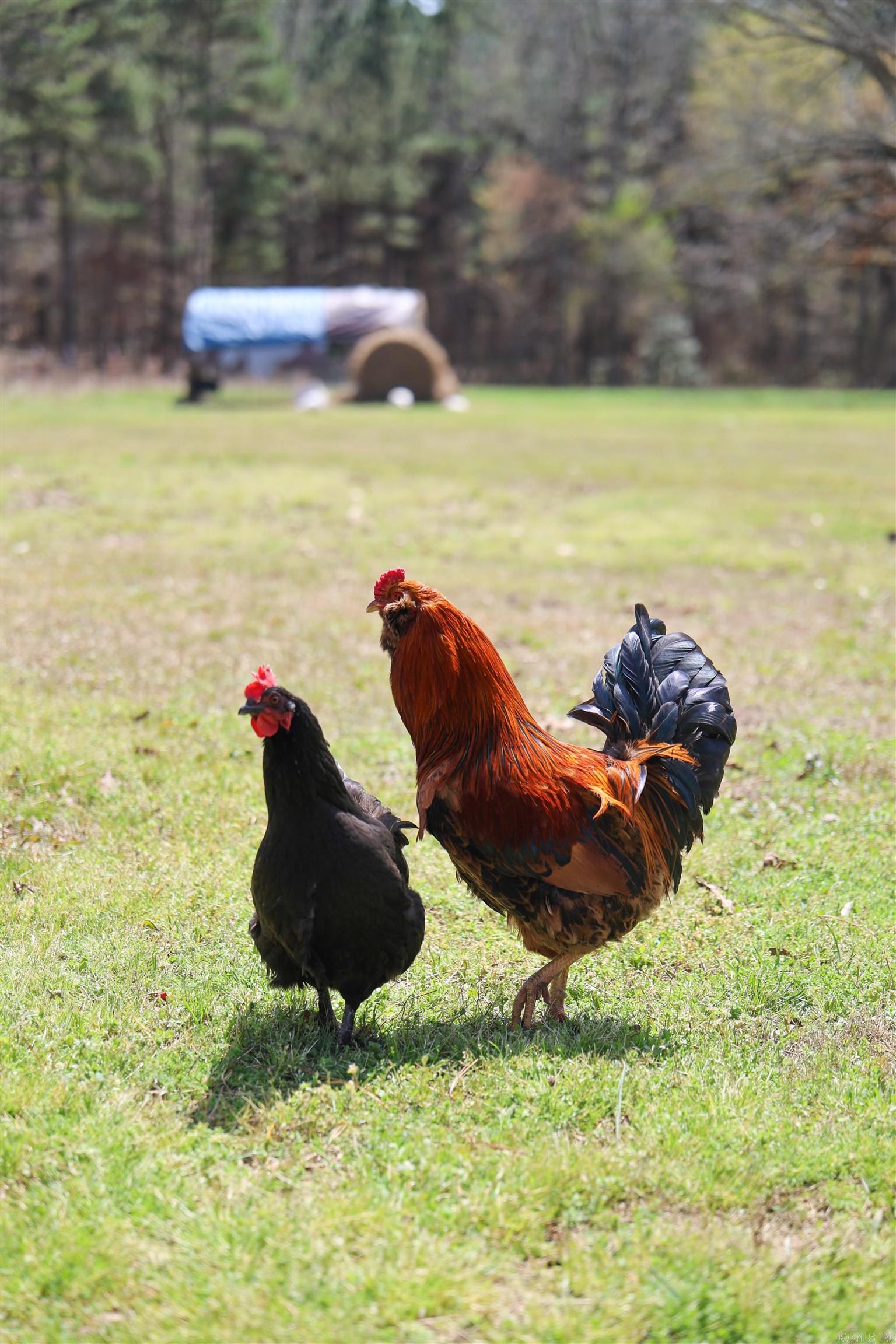 394 Green Plains  Dierks, AR