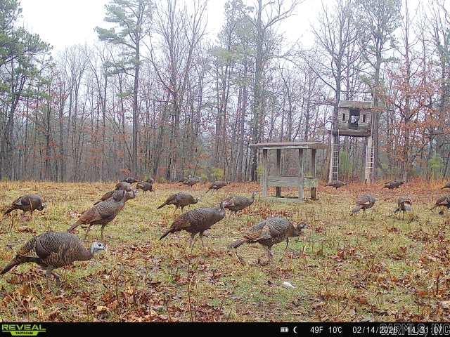 311 Rock Hill  Dolph, AR