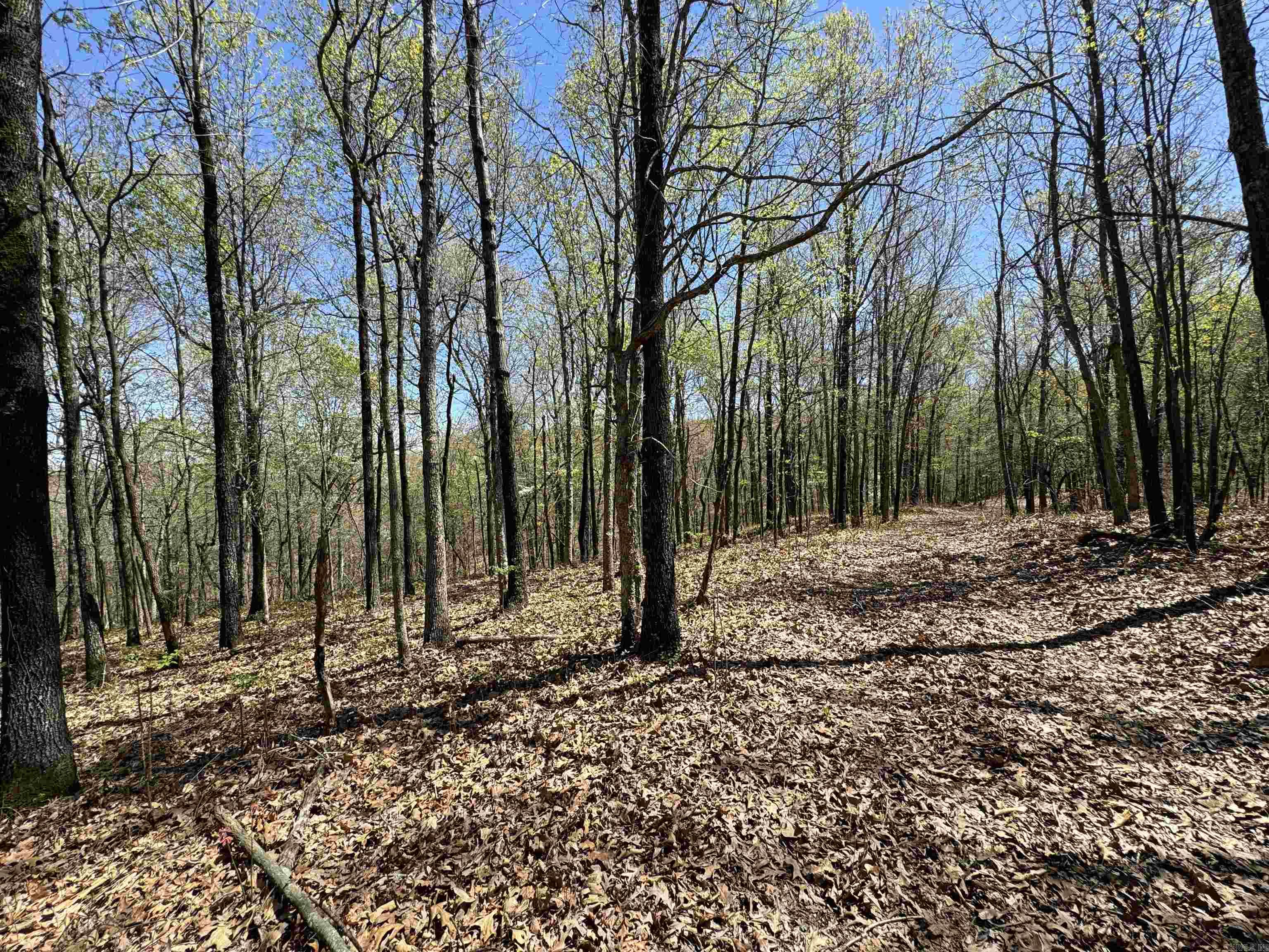 0 clay rd 431  Pollard, AR