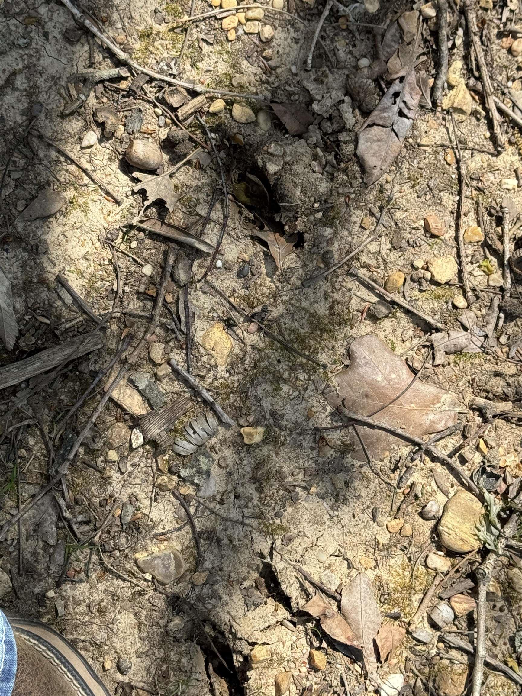 0 clay rd 431  Pollard, AR