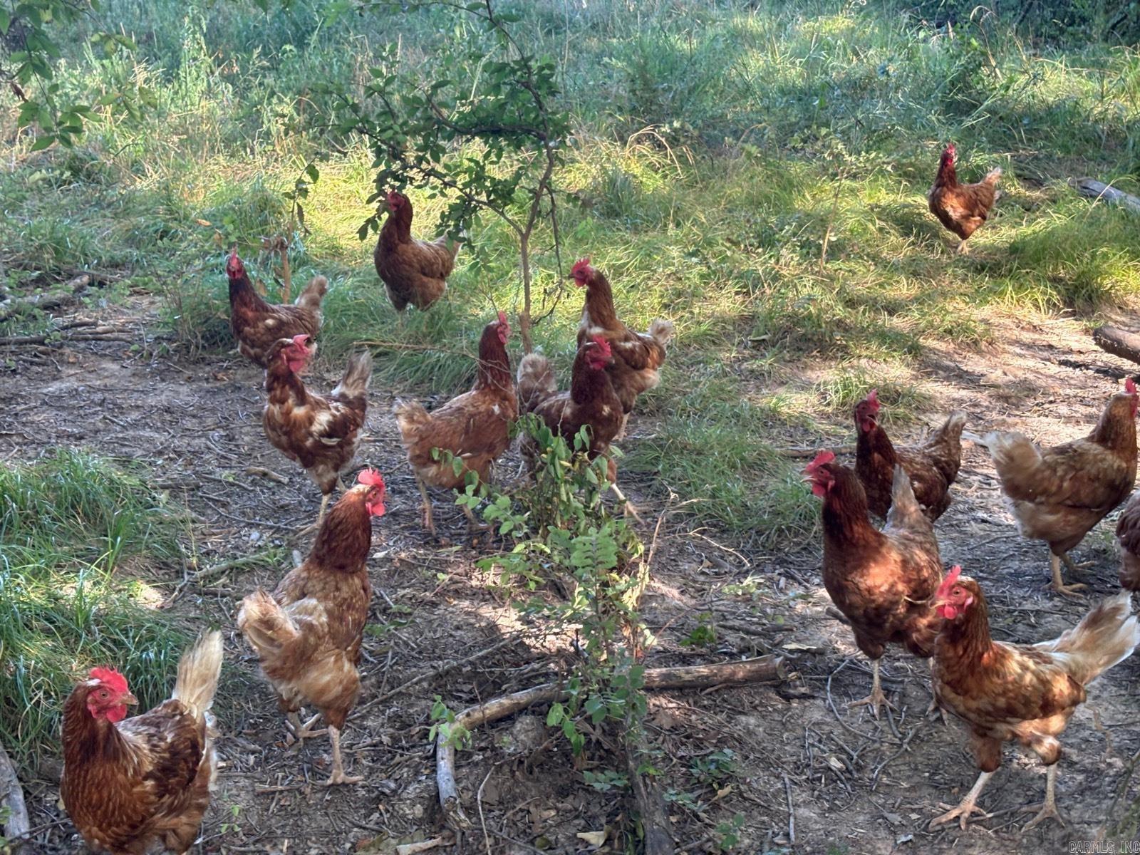 183 Lawrence 352  Saffell, AR