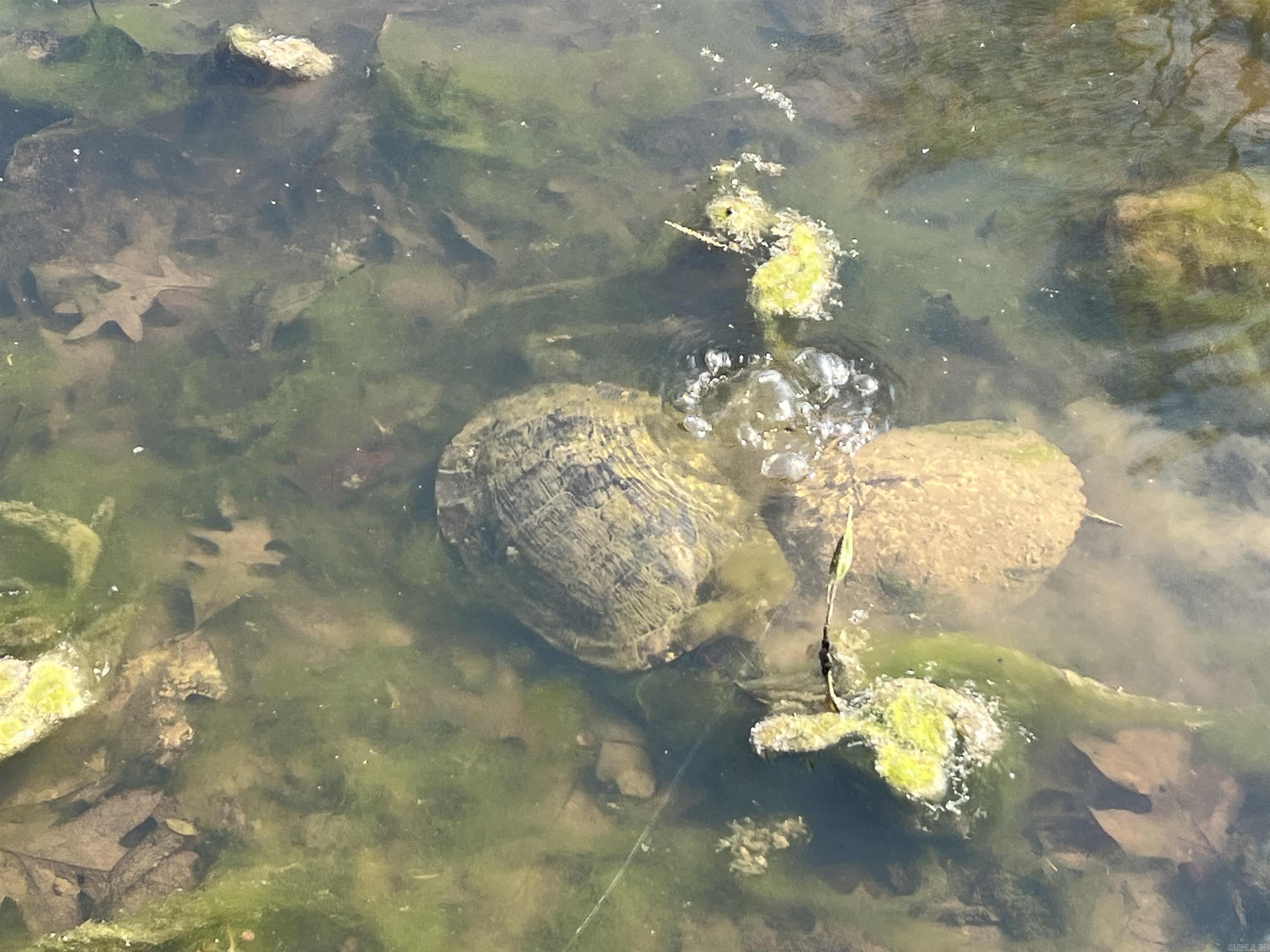 2011 S Lakewood  Piggott, AR