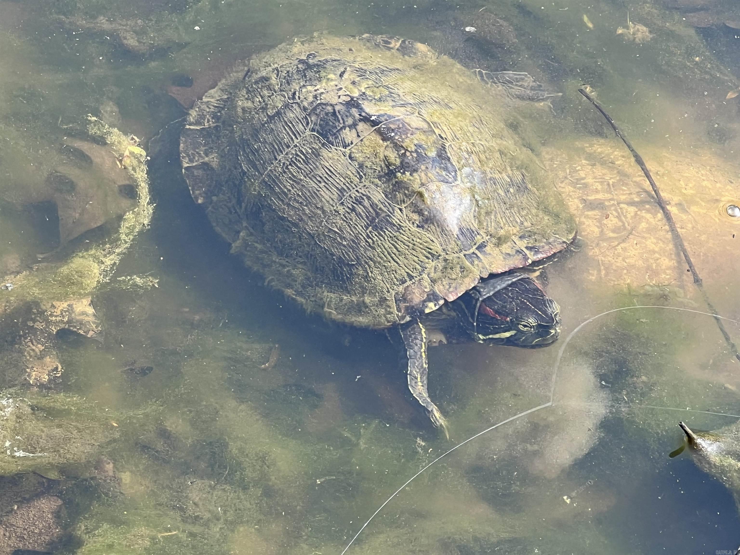 2011 S Lakewood  Piggott, AR