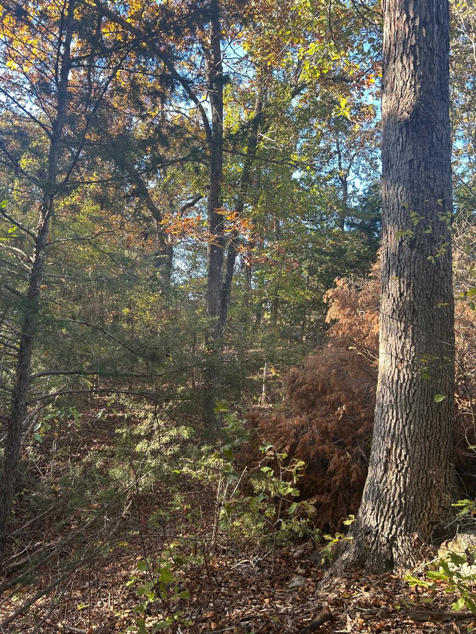 TBD CR 146  Henderson, AR