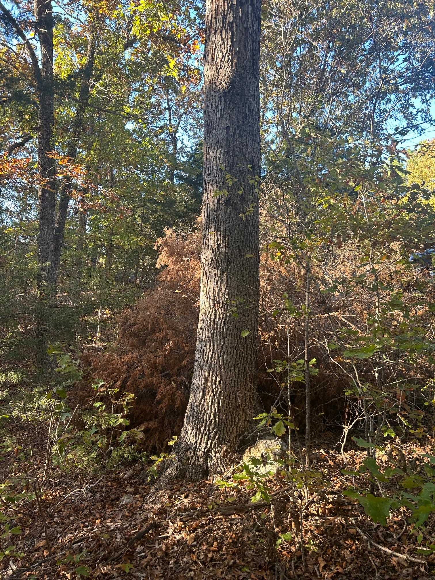 TBD CR 146  Henderson, AR