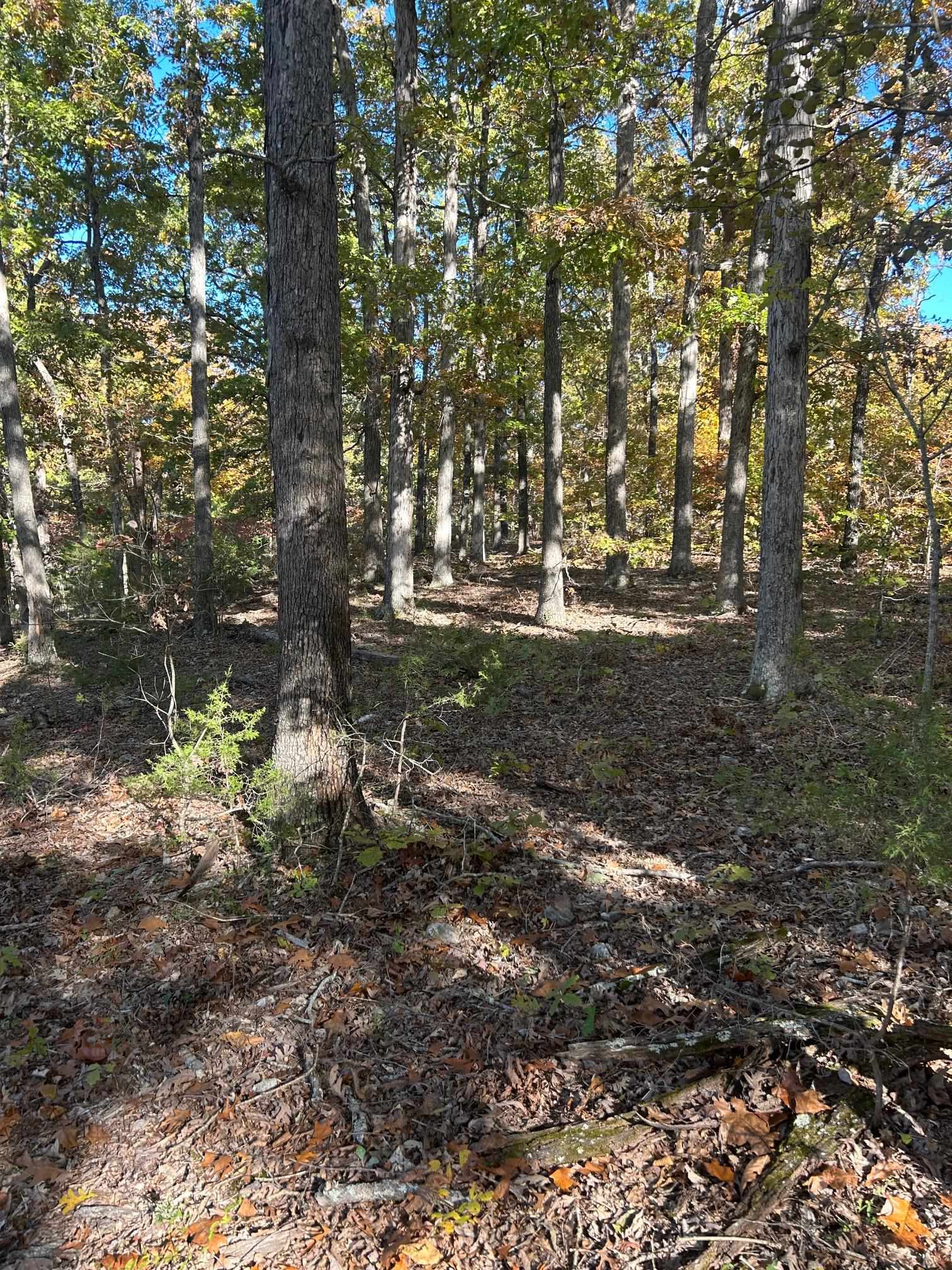 TBD CR 146  Henderson, AR