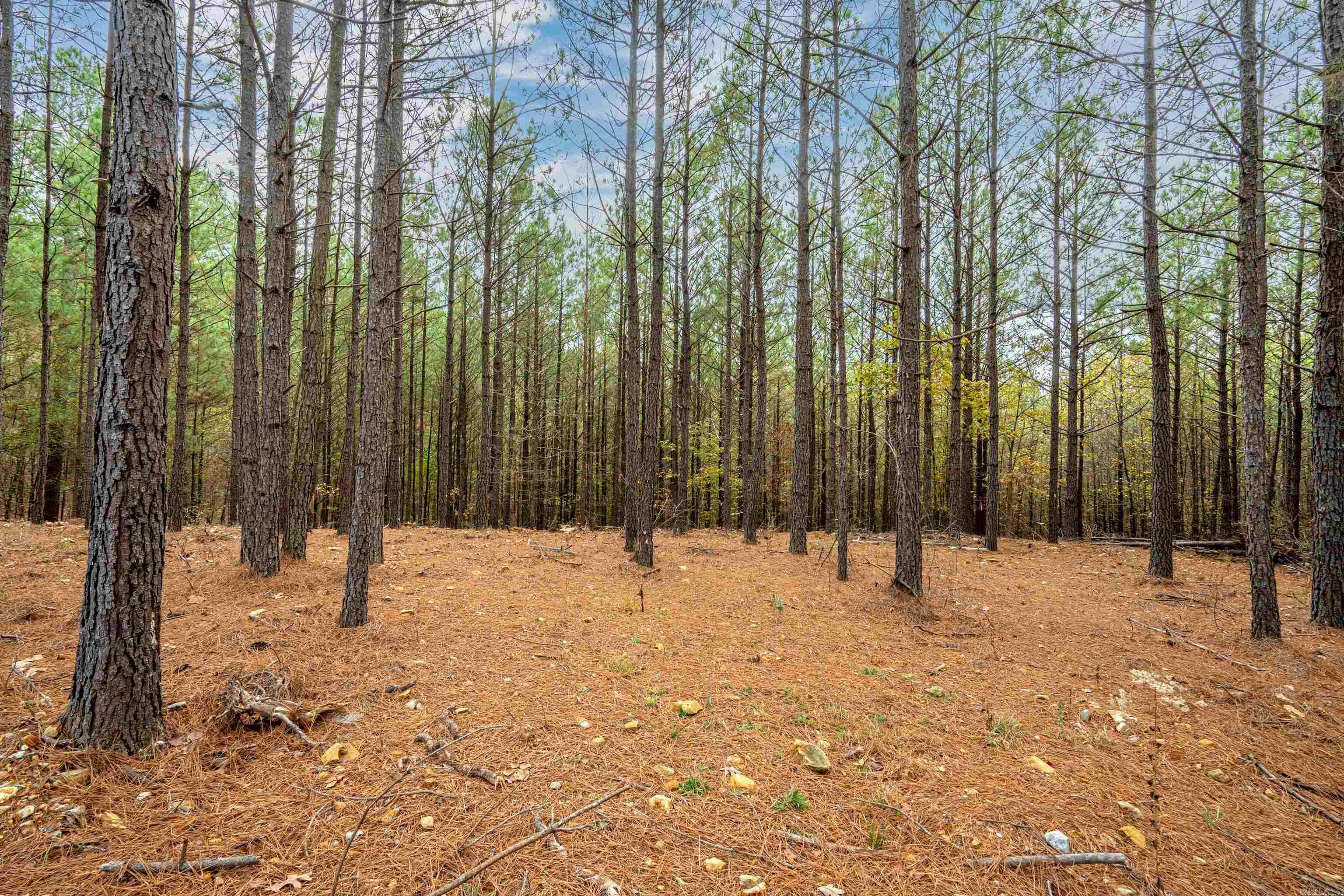 550 Stihl  Hot Springs, AR