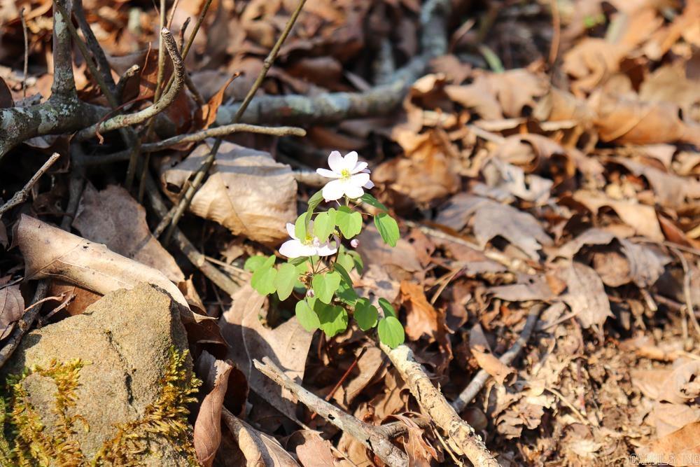 0000 Union Hill  Pleasant Plains, AR