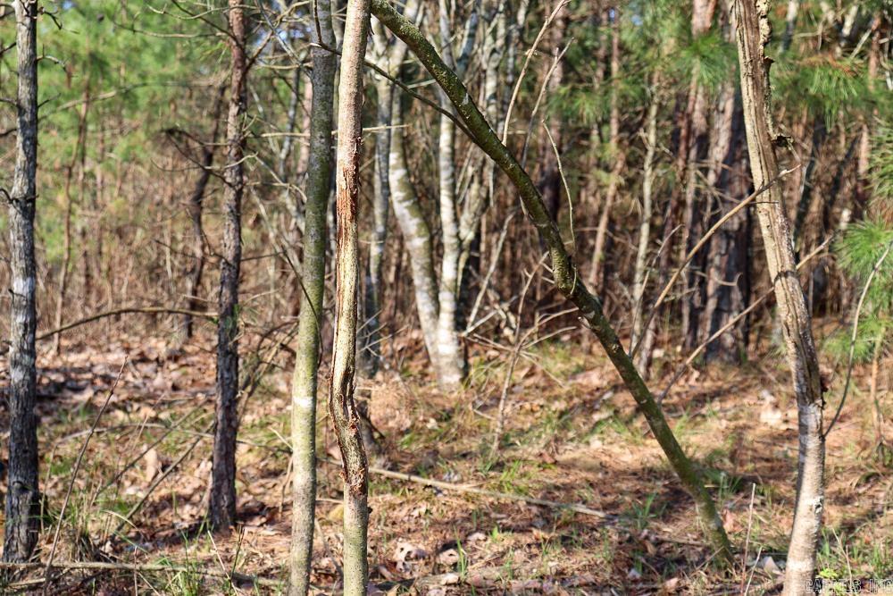 0000 Union Hill  Pleasant Plains, AR