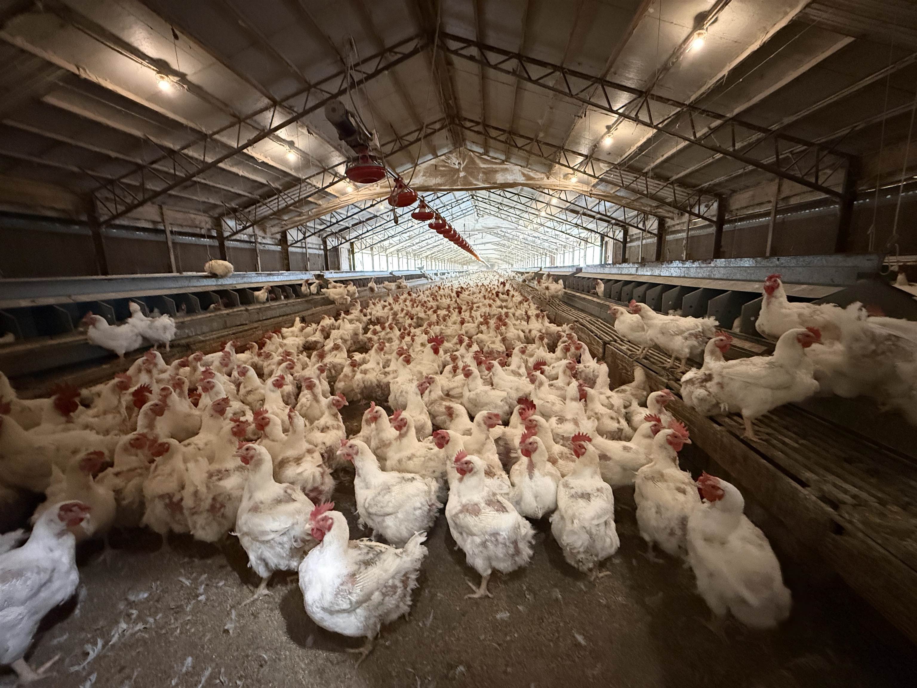 395 Lee  Evening Shade, AR