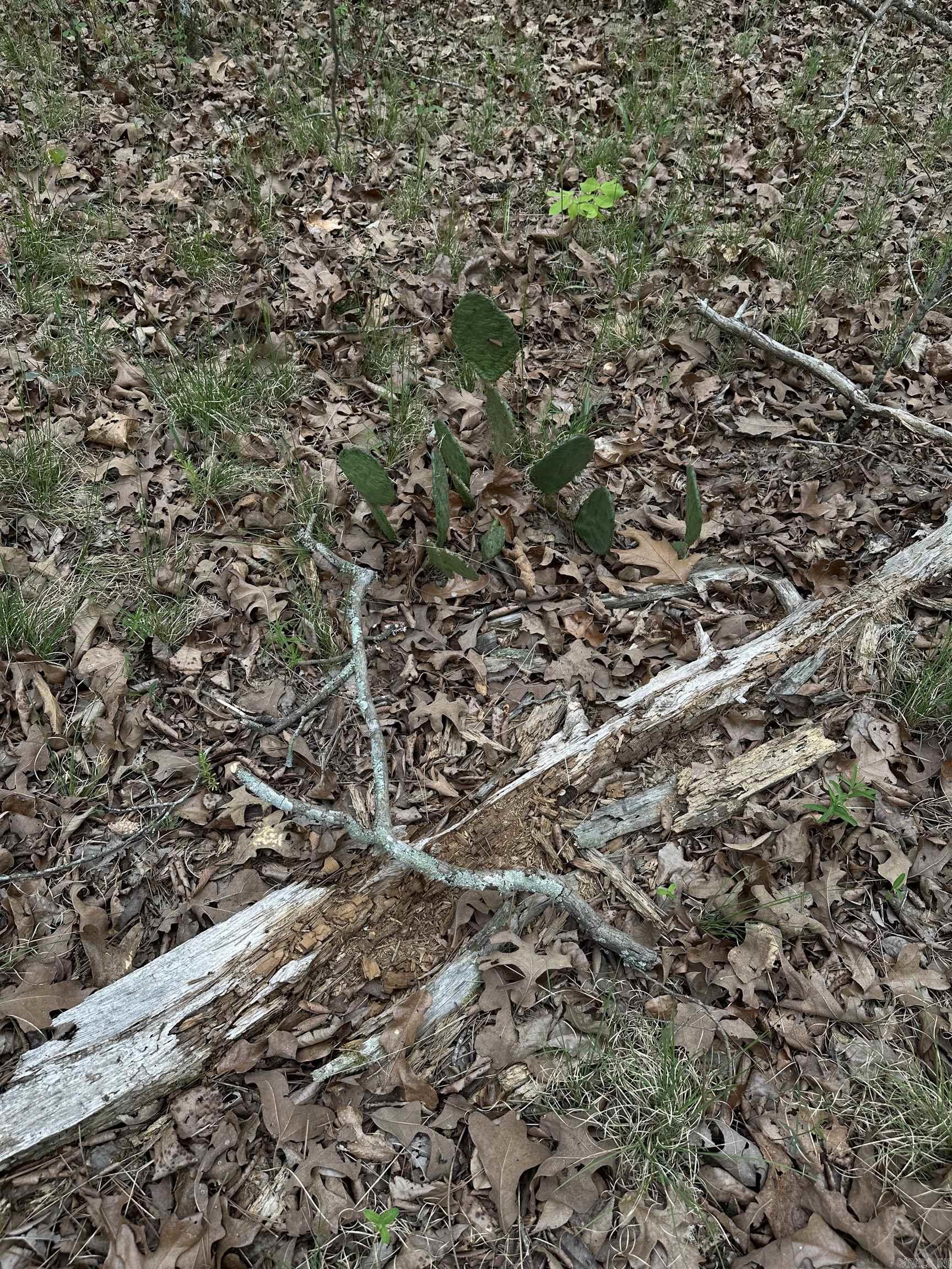 0 Julian  Hot Springs, AR