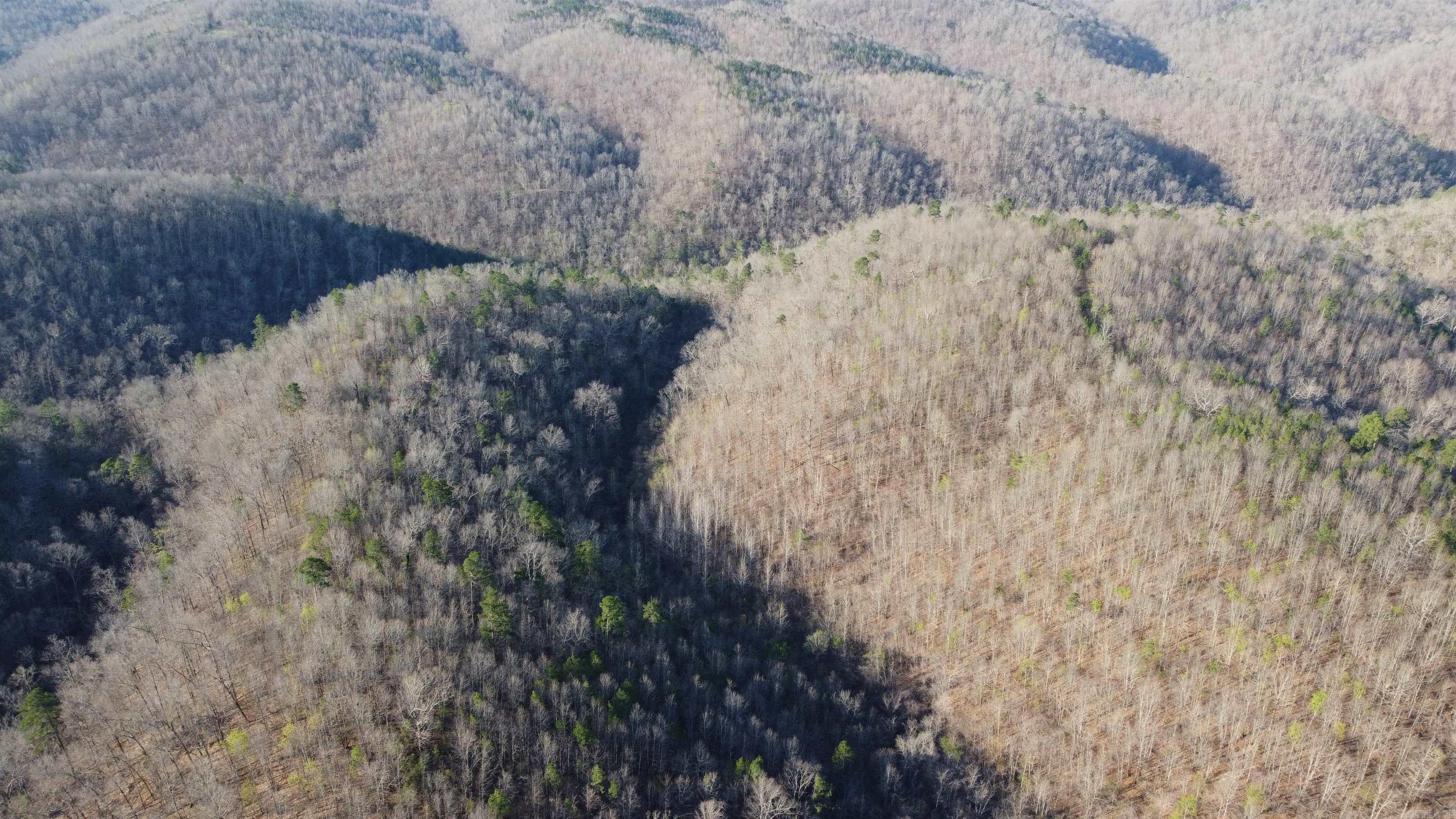 000 Schnauzer LN  Harriet, AR