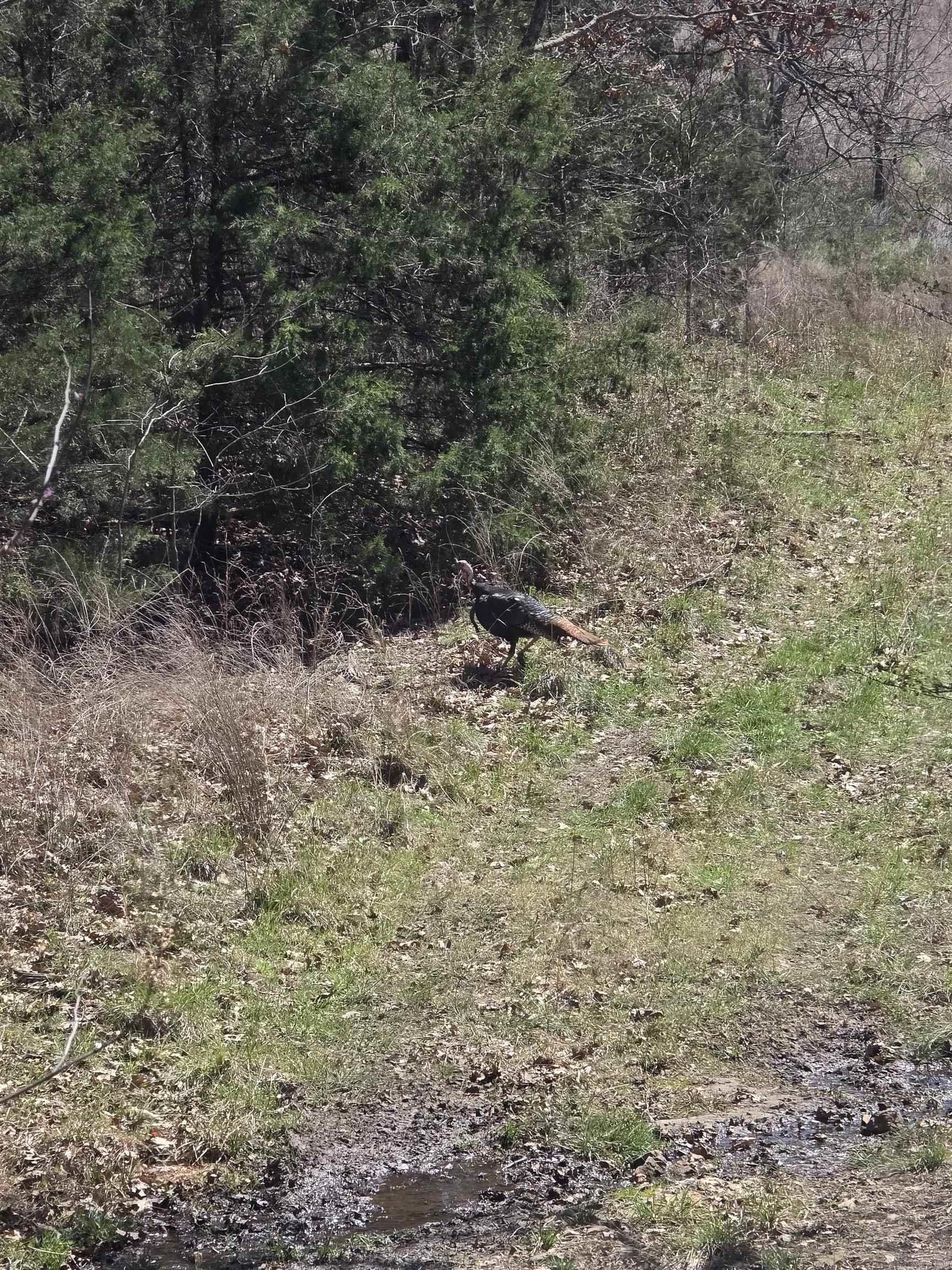 000 Schnauzer LN  Harriet, AR