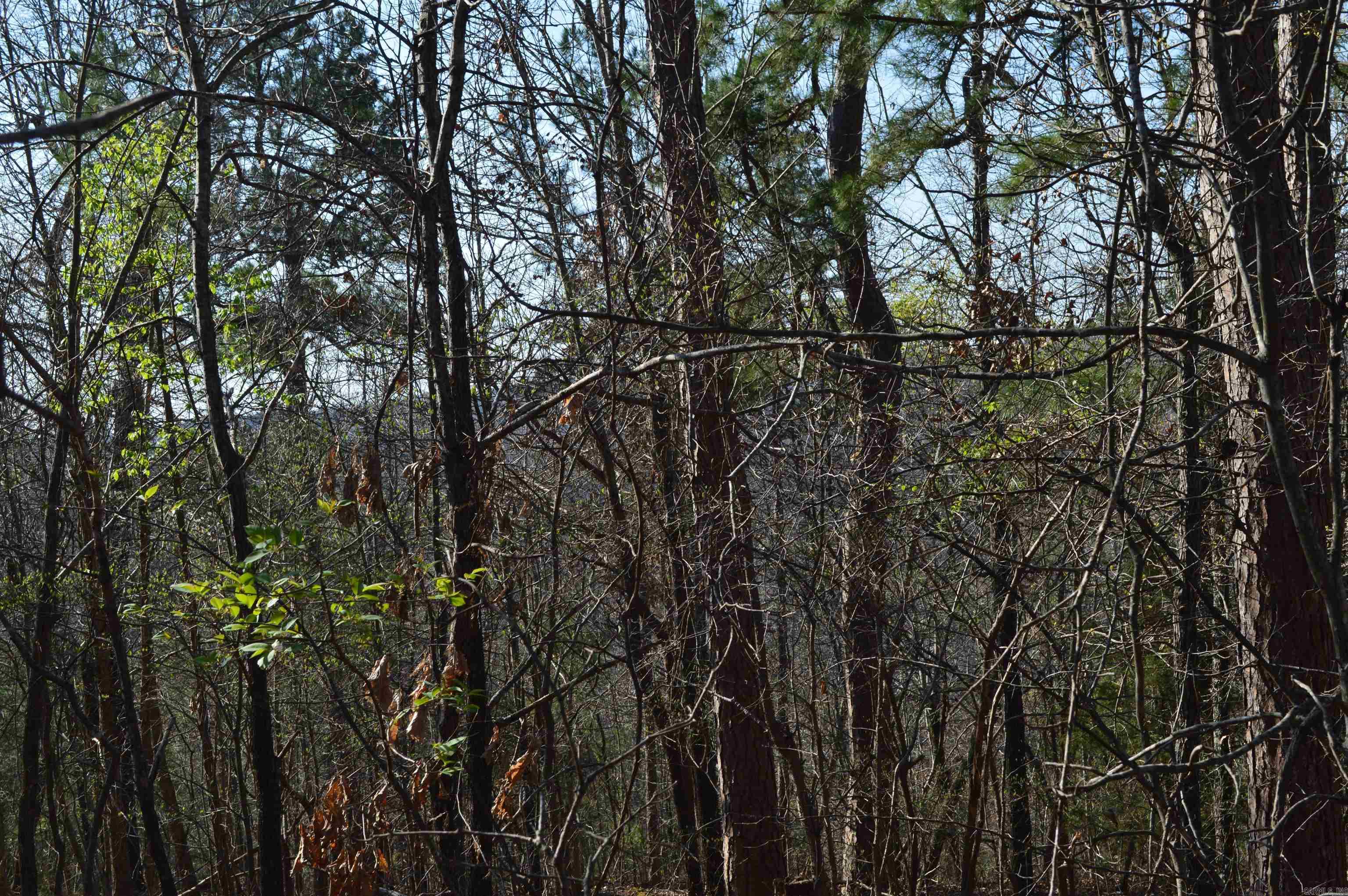 000 Schnauzer LN  Harriet, AR