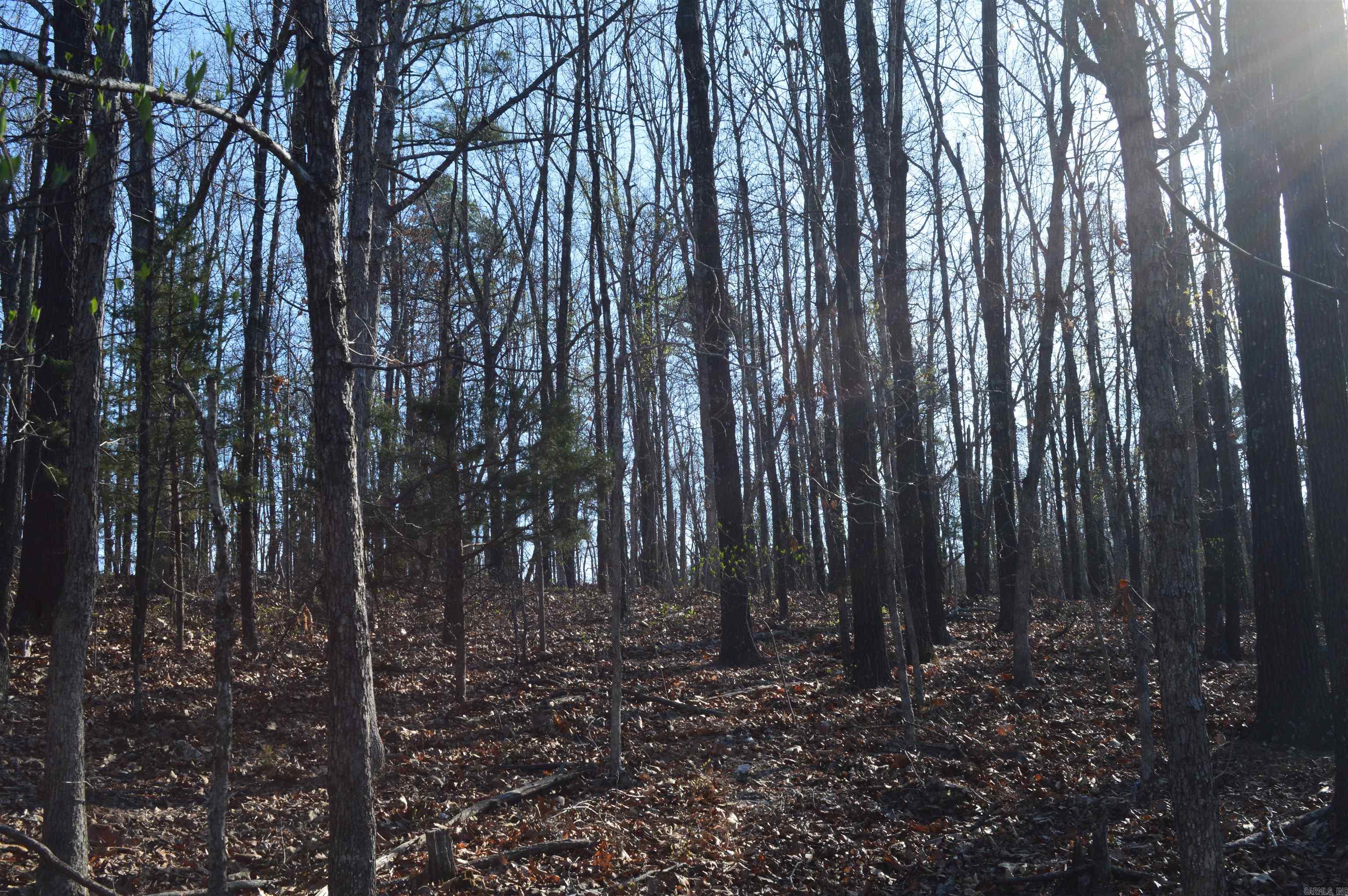 000 Schnauzer LN  Harriet, AR