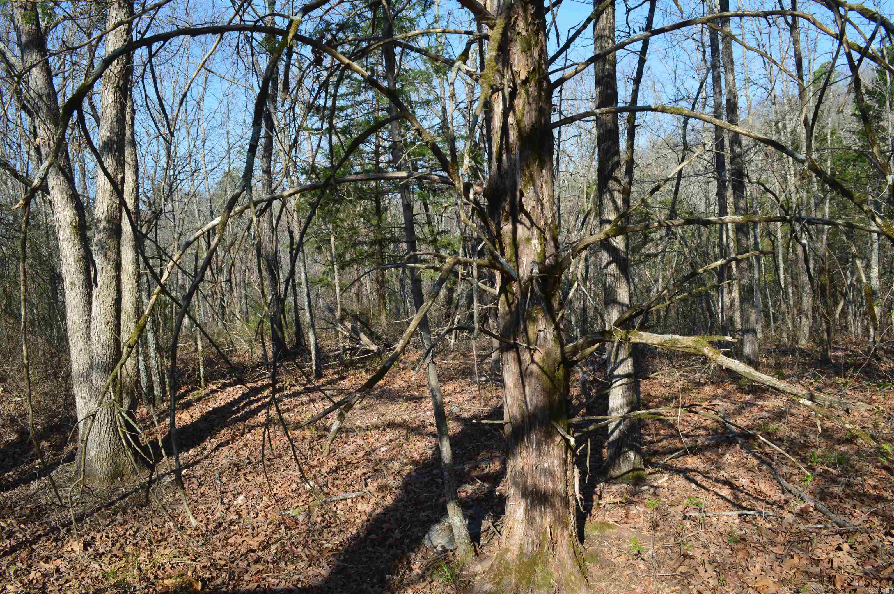 000 Schnauzer LN  Harriet, AR