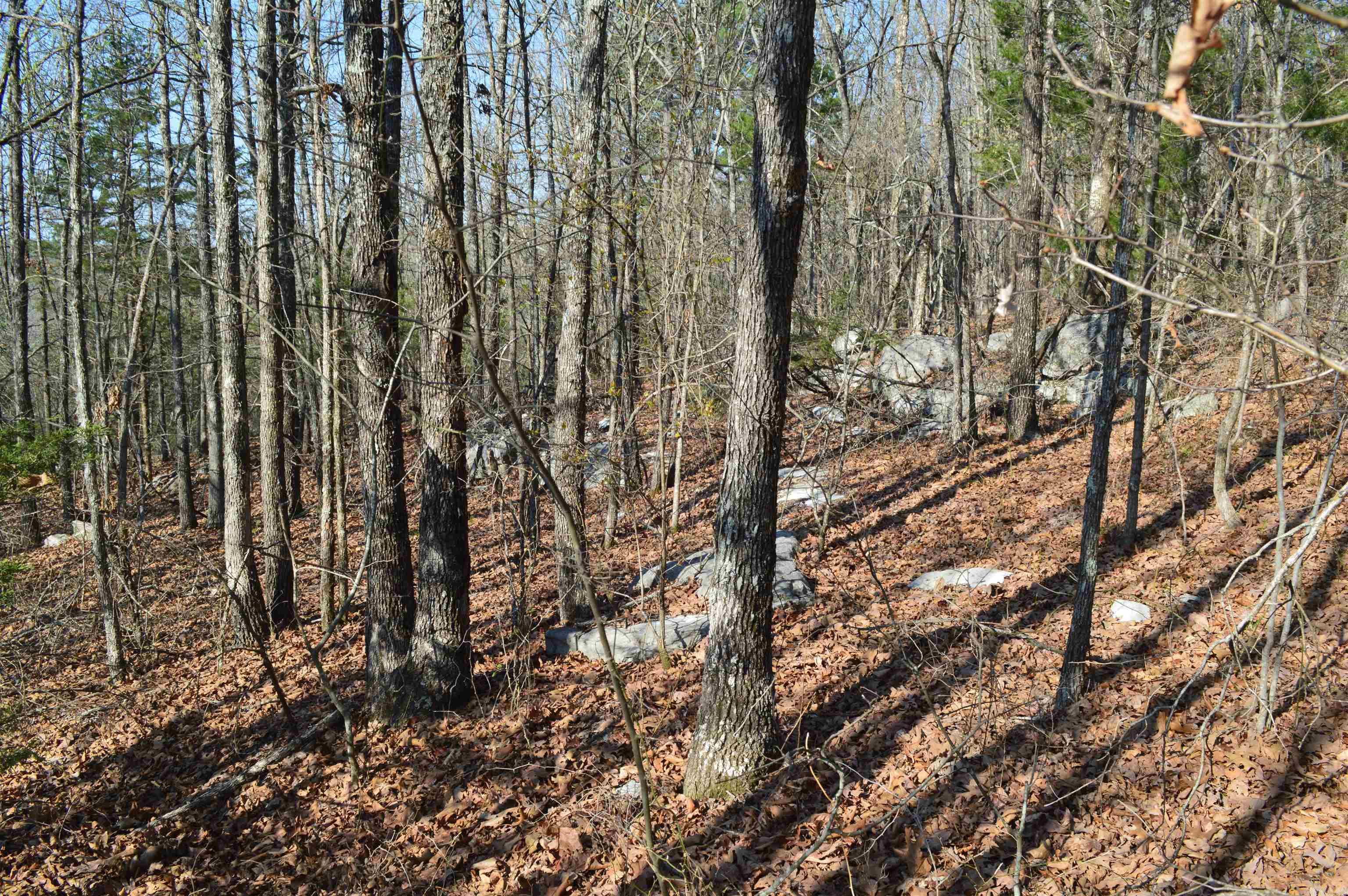 000 Schnauzer LN  Harriet, AR